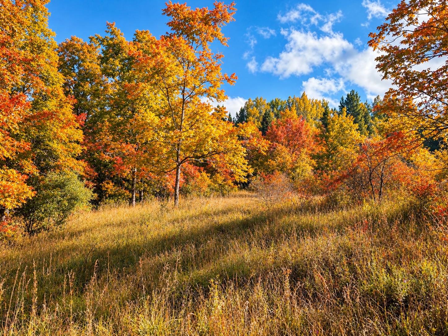 Photo 2 of Land for sale at Parcel 1 E Darga Rd, Kasson Township Leelanau, MI 49621 | MLS# 78080072923 | Listing updated on 2026-10-04