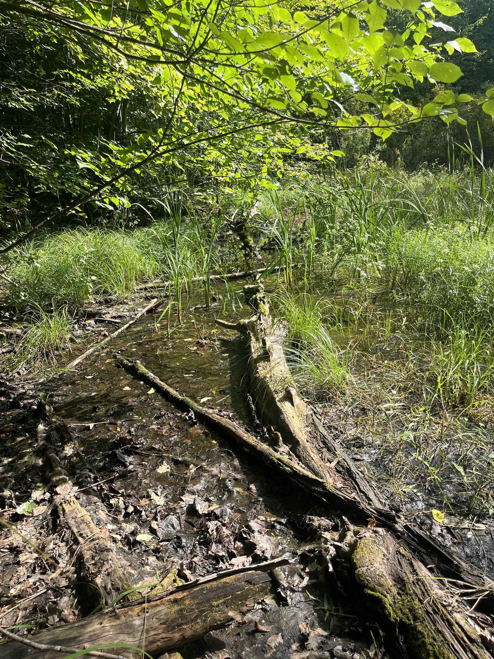 Photo 13 of Land for sale at 7 Mile Rd, Lake City, MI 49651 | MLS# 80073152 | Listing updated on 2026-09-05
