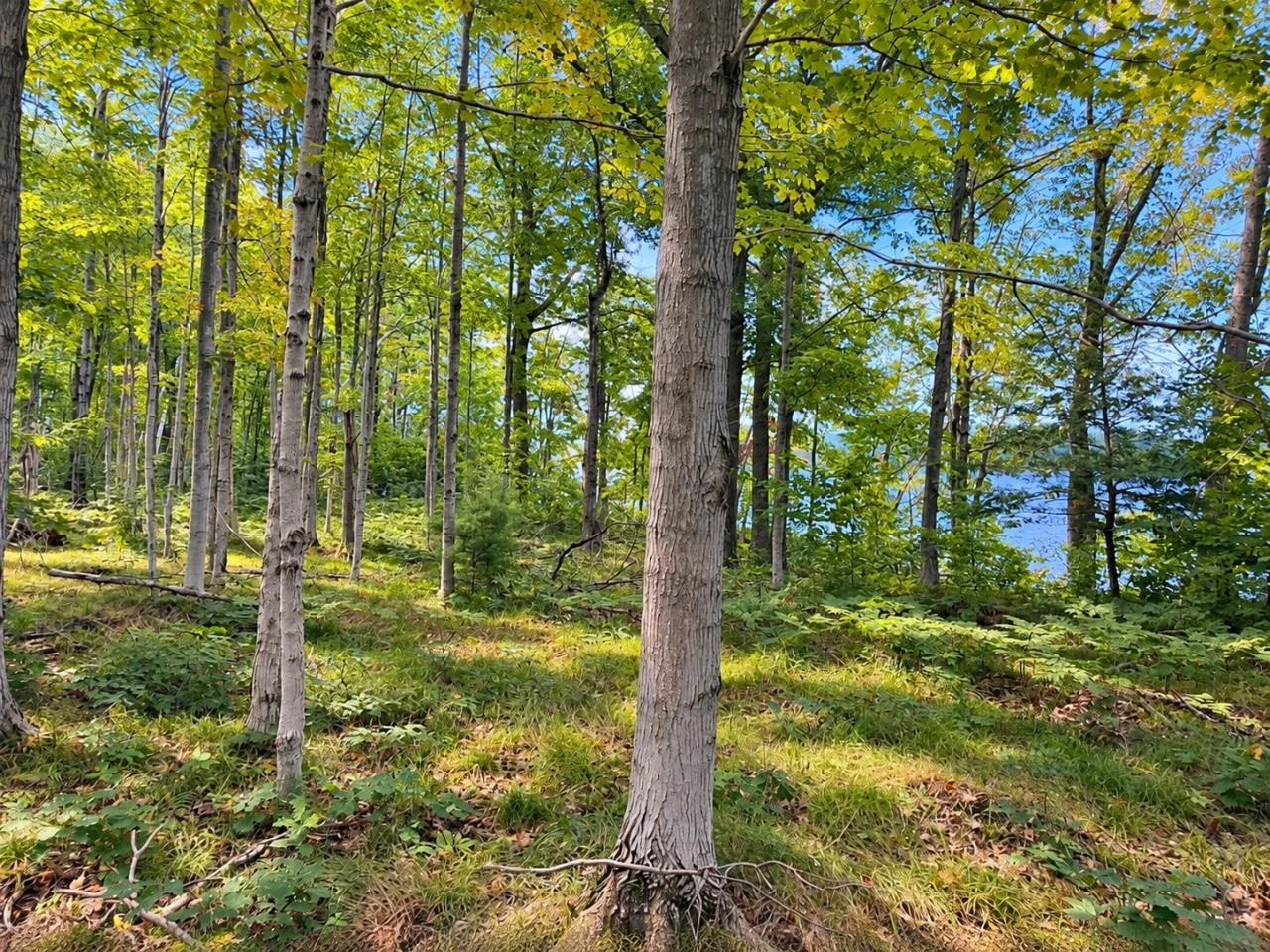 Photo 3 of Land for sale at Tbd Fox Lake Dr, Beaver Island, MI 49782 | MLS# 80073381 | Listing updated on 2026-09-13
