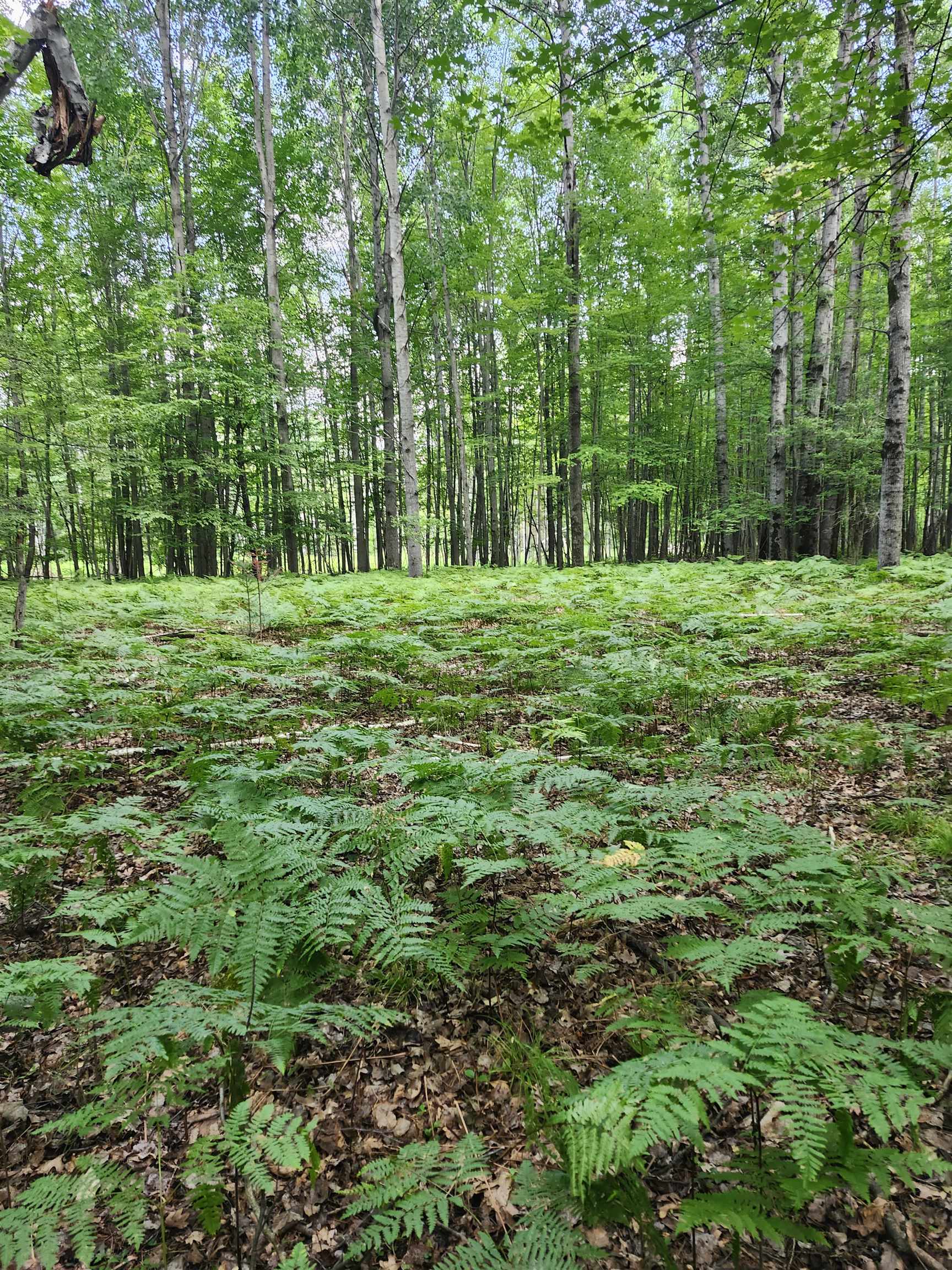 Photo 3 of Land for sale at 2751 Boughner Lake Rd, Prescott, MI 48756 | MLS# 77080073479 | Listing updated on 2026-09-17