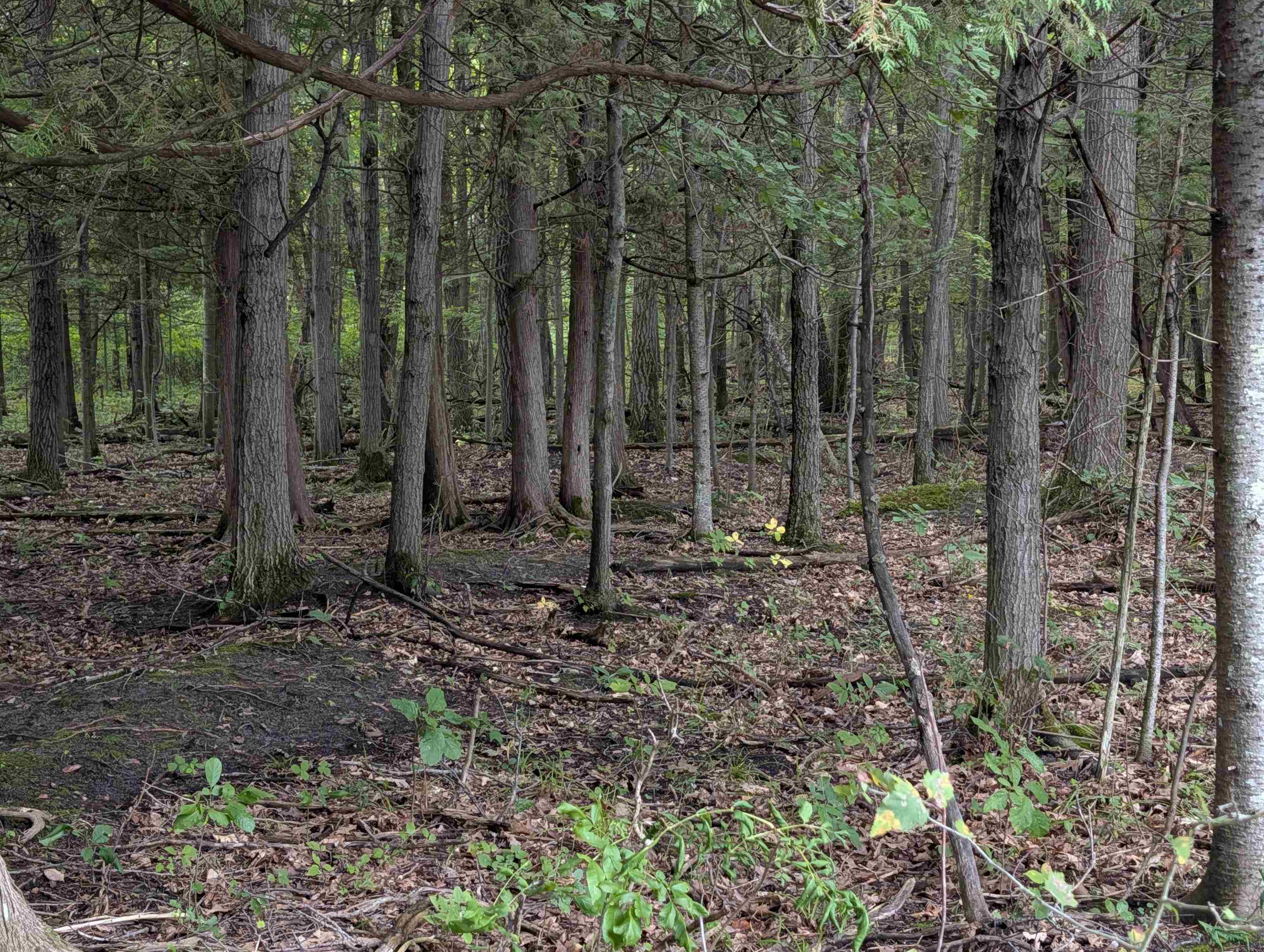 Photo 2 of Land for sale at W Huron, Arenac Township Arenac, MI 48749 | MLS# 77080073581 | Listing updated on 2026-09-19