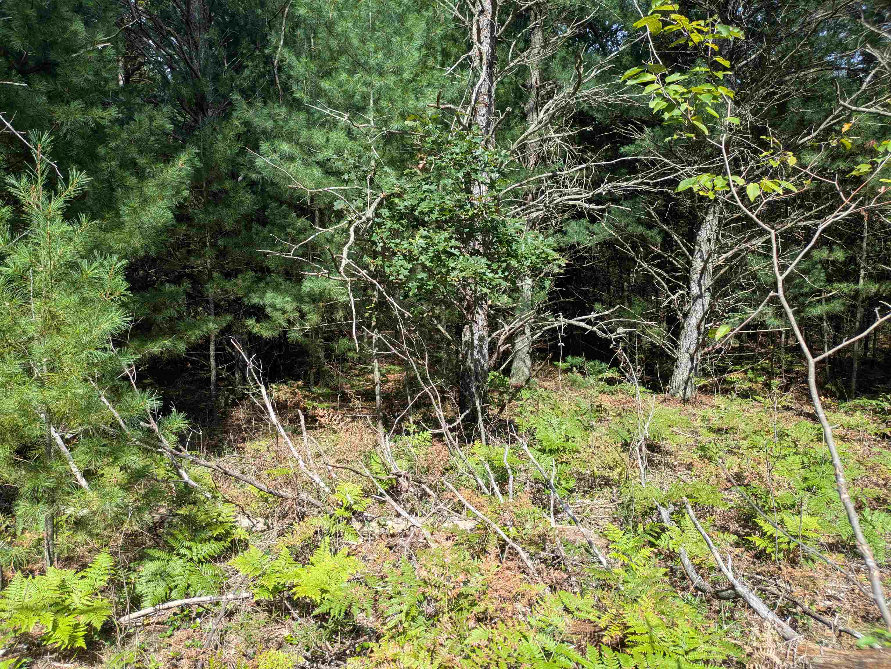 Photo 1 of Land for sale at N Forest Lake Dr, Alger, MI 48610 | MLS# 80073614 | Listing updated on 2026-09-19