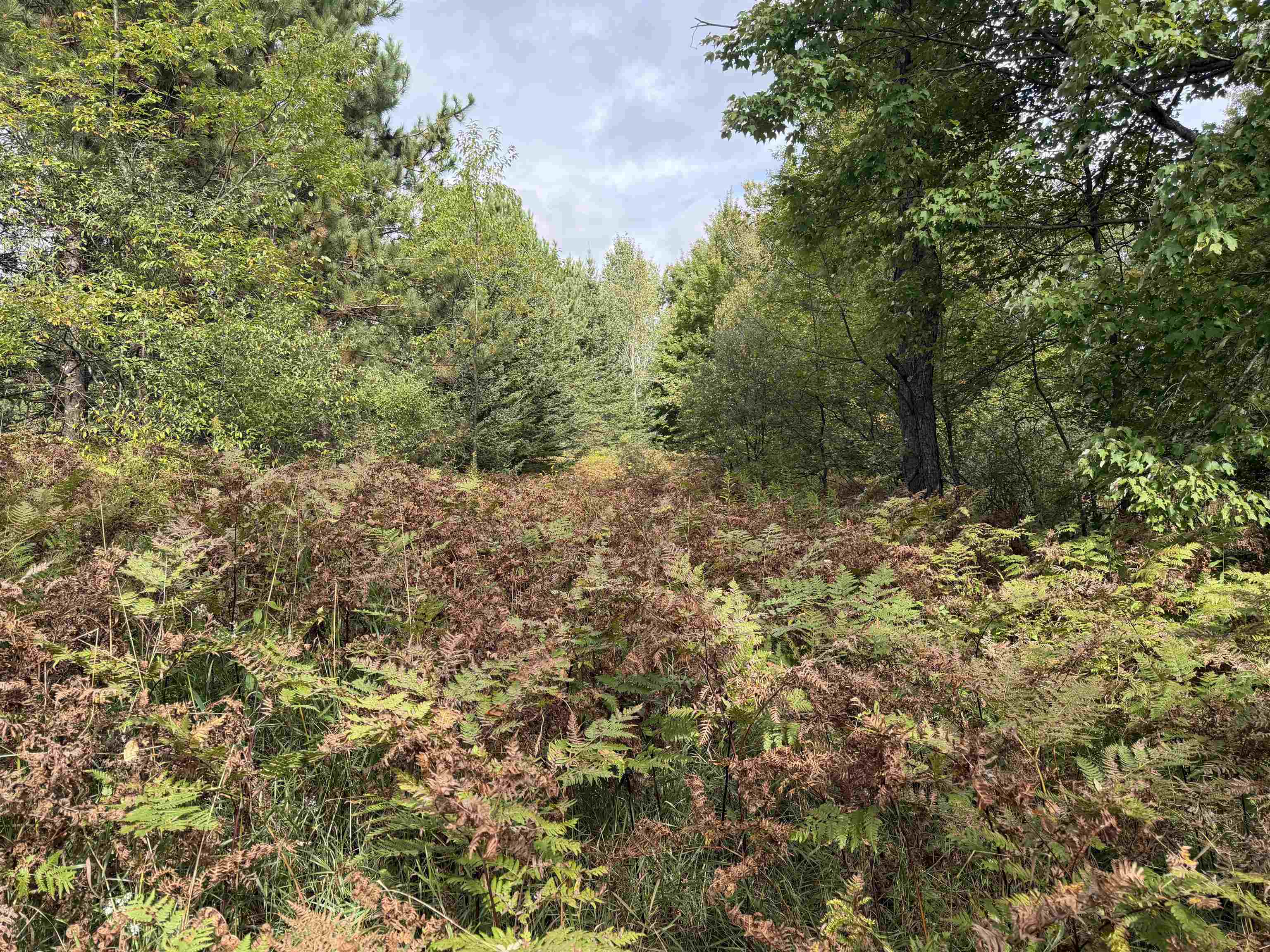Photo 3 of Land for sale at V/l 185th Avenue, Le Roy, MI 49655 | MLS# 80073815 | Listing updated on 2026-09-25