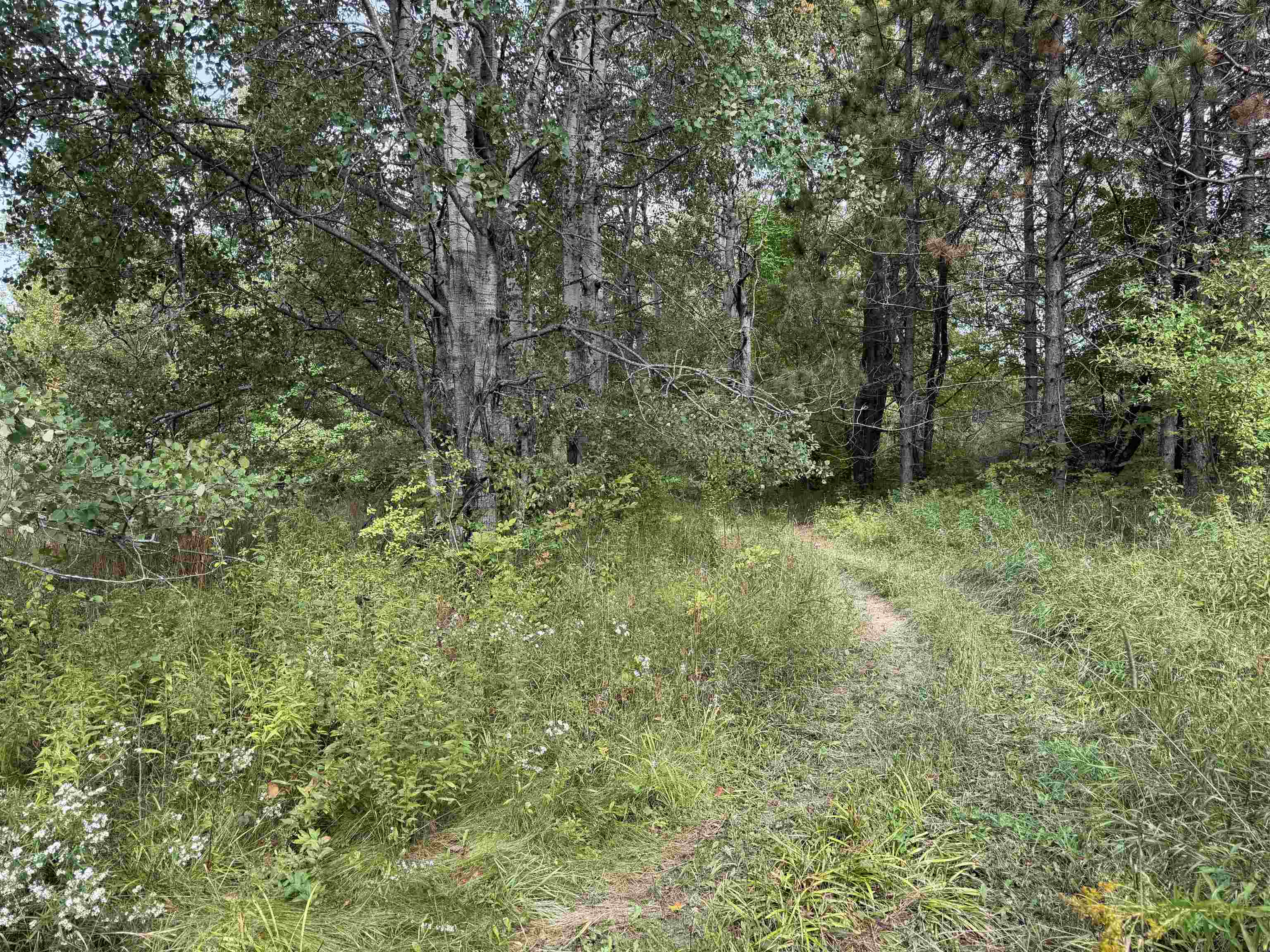 Photo 4 of Land for sale at V/l 185th Avenue, Le Roy, MI 49655 | MLS# 80073815 | Listing updated on 2026-09-25