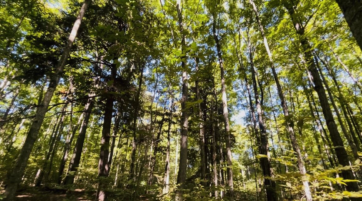 Photo 4 of Land for sale at 00 Langs Ln, Interlochen, MI 49643 | MLS# 78080073868 | Listing updated on 2026-09-26