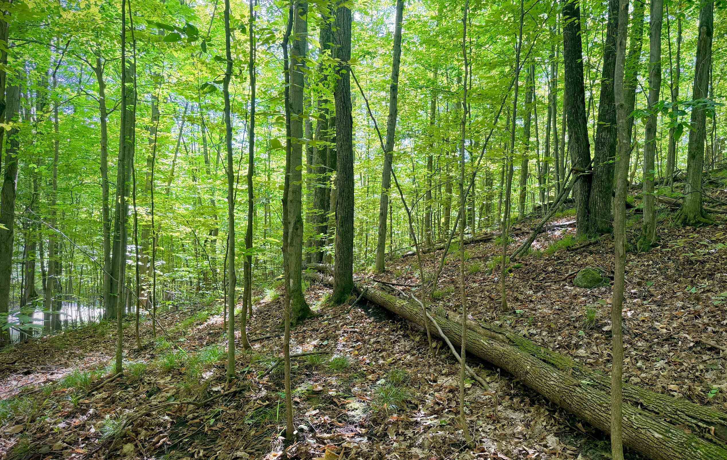 Photo 1 of Land for sale at Vacant Lot Trout Run, Bellaire, MI 49615 | MLS# 80073889 | Listing updated on 2026-09-27