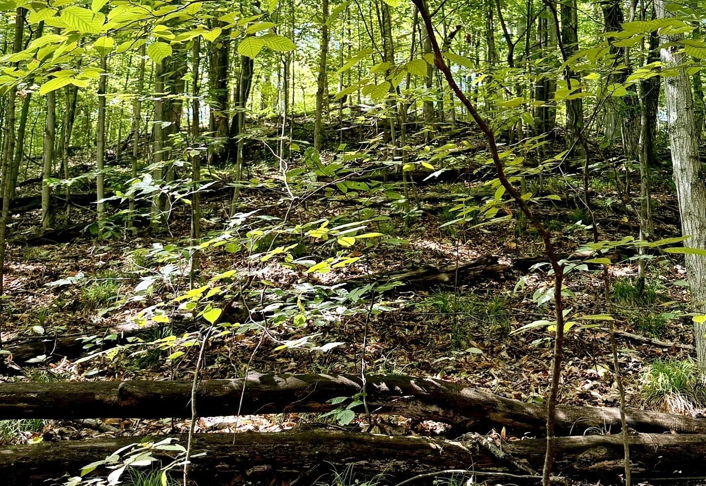 Photo 2 of Land for sale at Vacant Lot Trout Run, Bellaire, MI 49615 | MLS# 80073889 | Listing updated on 2026-09-27