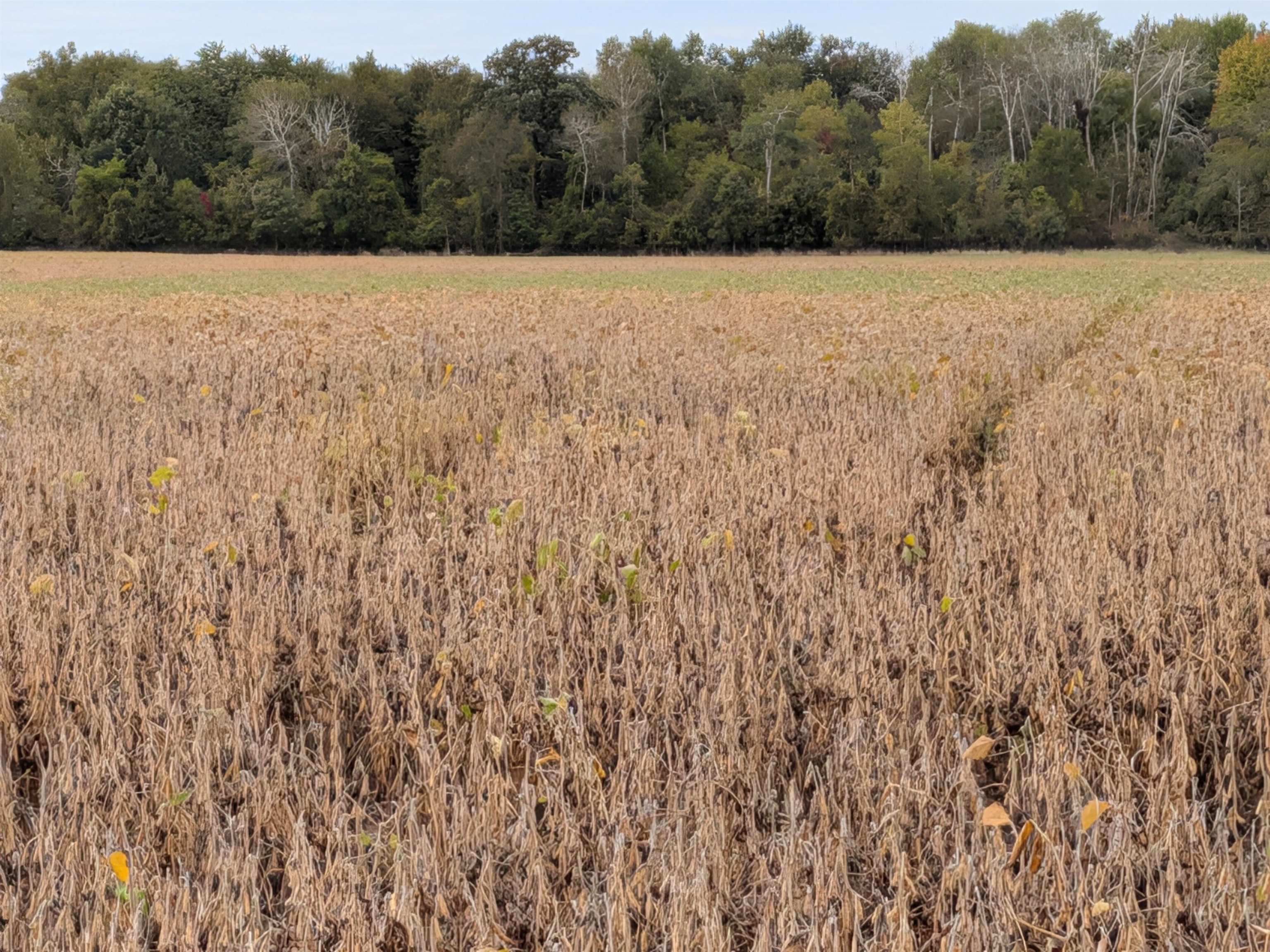 Photo 4 of Land for sale at 6571 W Saint Charles Rd, Sumner, MI 48889 | MLS# 80073950 | Listing updated on 2026-10-06