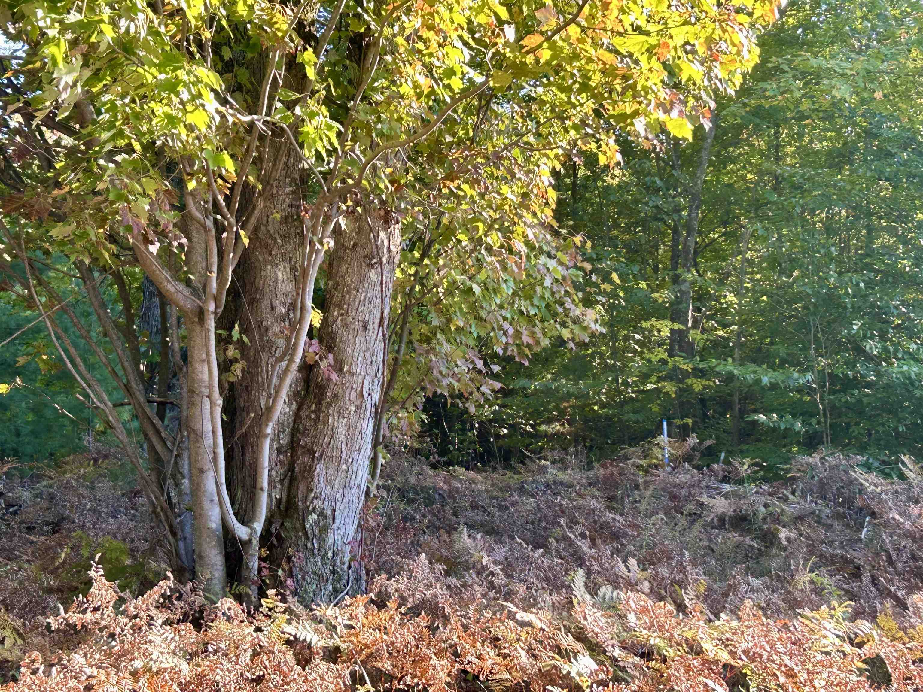 Photo 3 of Land for sale at 00 Landis Rd, Thompsonville, MI 49683 | MLS# 78080074086 | Listing updated on 2026-10-04