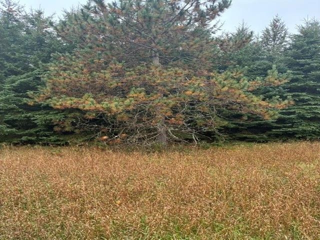 Photo 3 of Land for sale at 00 Bush Rd, Bellaire, MI 49615 | MLS# 78080074125 | Listing updated on 2026-10-07