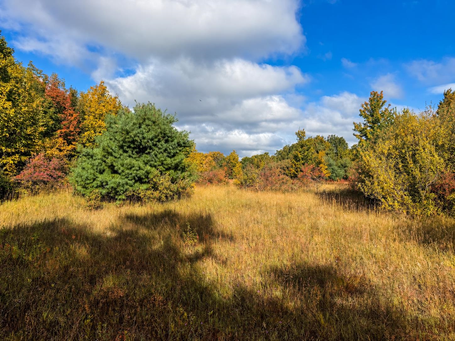 Photo 3 of Land for sale at Parcel E 3 / 4 Darga Rd, Cedar, MI 49621 | MLS# 80074133 | Listing updated on 2026-10-04