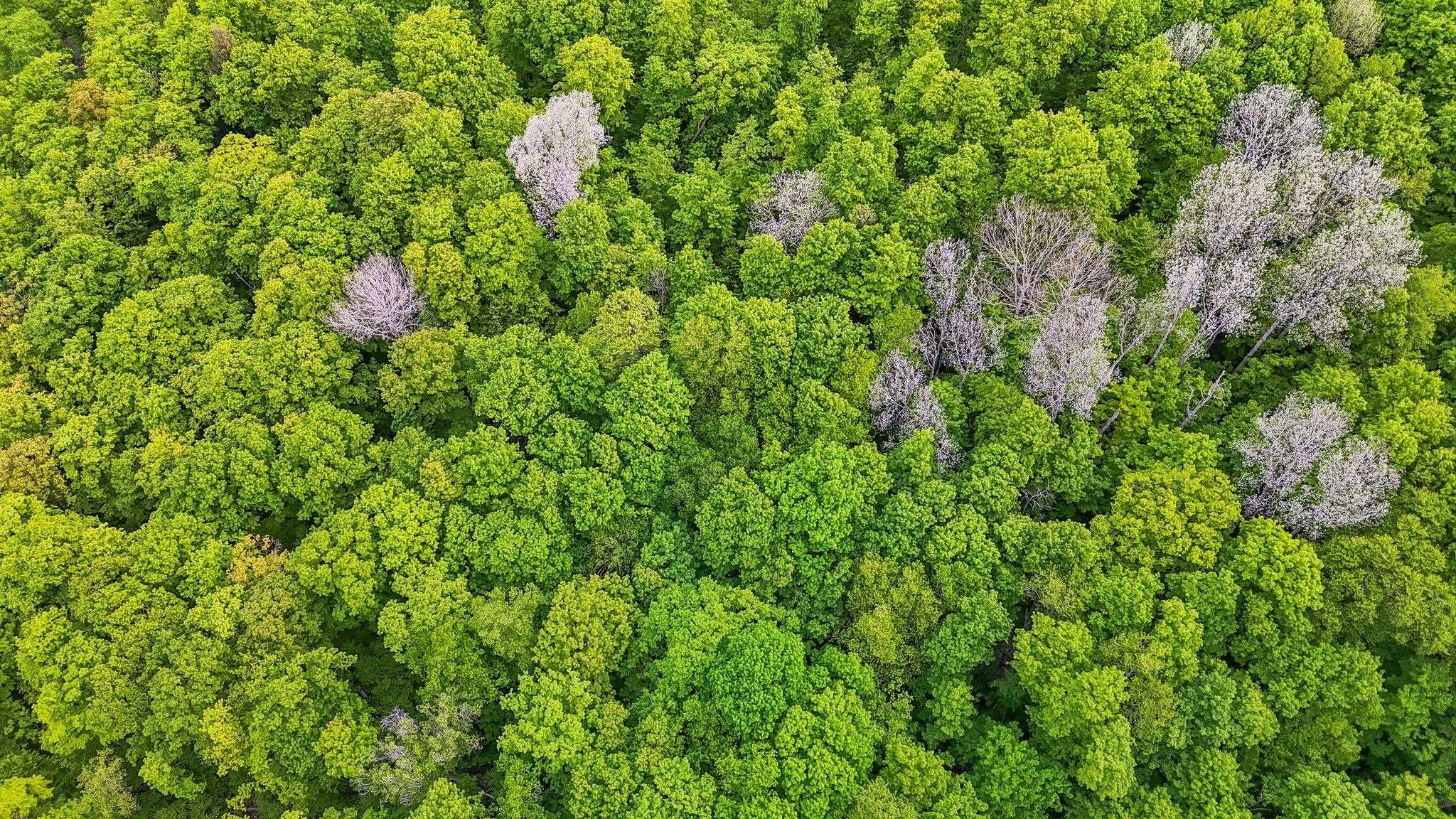 Photo 4 of Land for sale at V/l S Coleman Rd, Kasson Township Leelanau, MI 49664 | MLS# 78080074139 | Listing updated on 2026-10-04