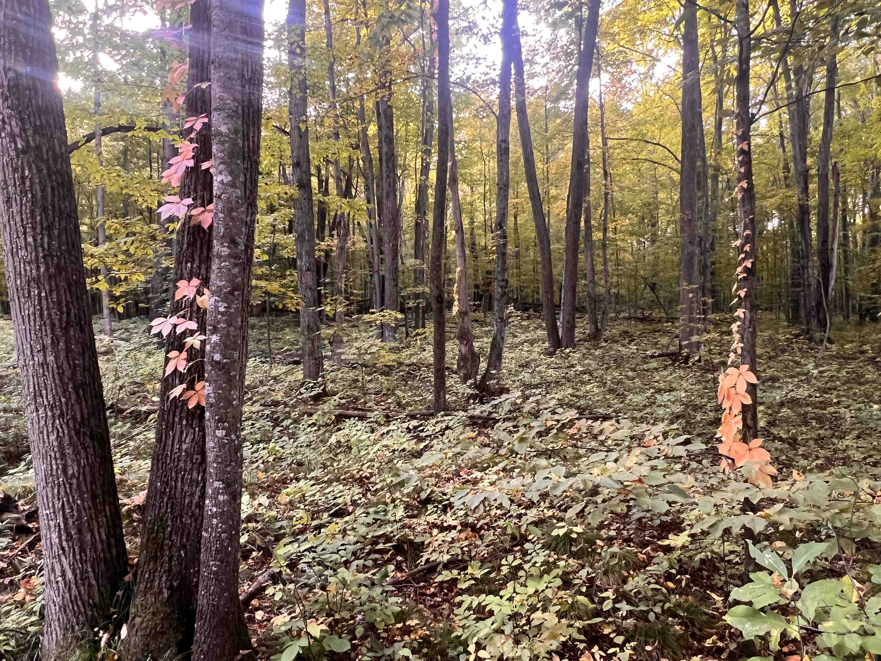 Photo 2 of Land for sale at Lot 71 Birch View Trl, Lake Ann, MI 49650 | MLS# 78080074160 | Listing updated on 2026-10-05