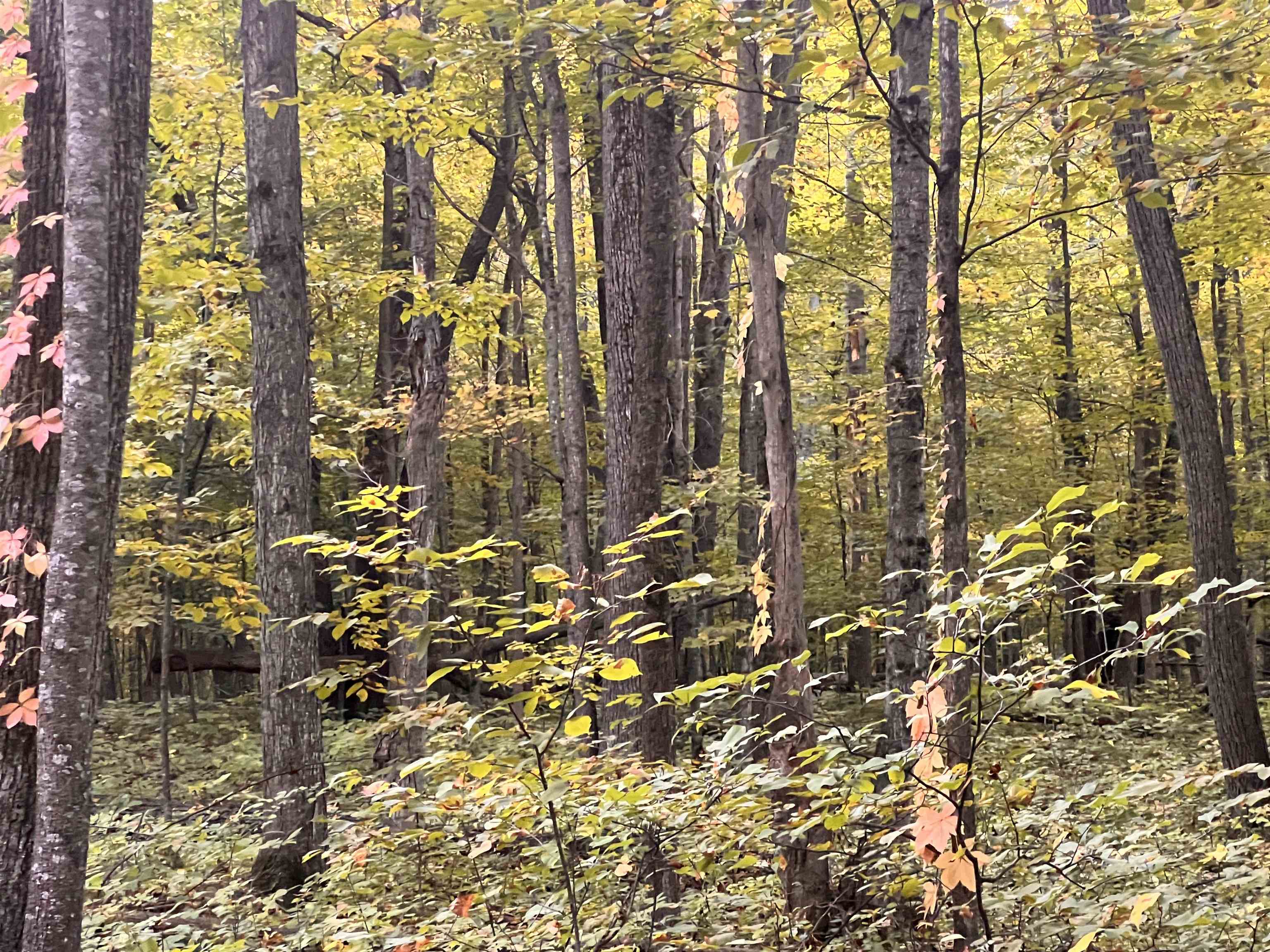 Photo 3 of Land for sale at Lot 71 Birch View Trl, Lake Ann, MI 49650 | MLS# 78080074160 | Listing updated on 2026-10-05