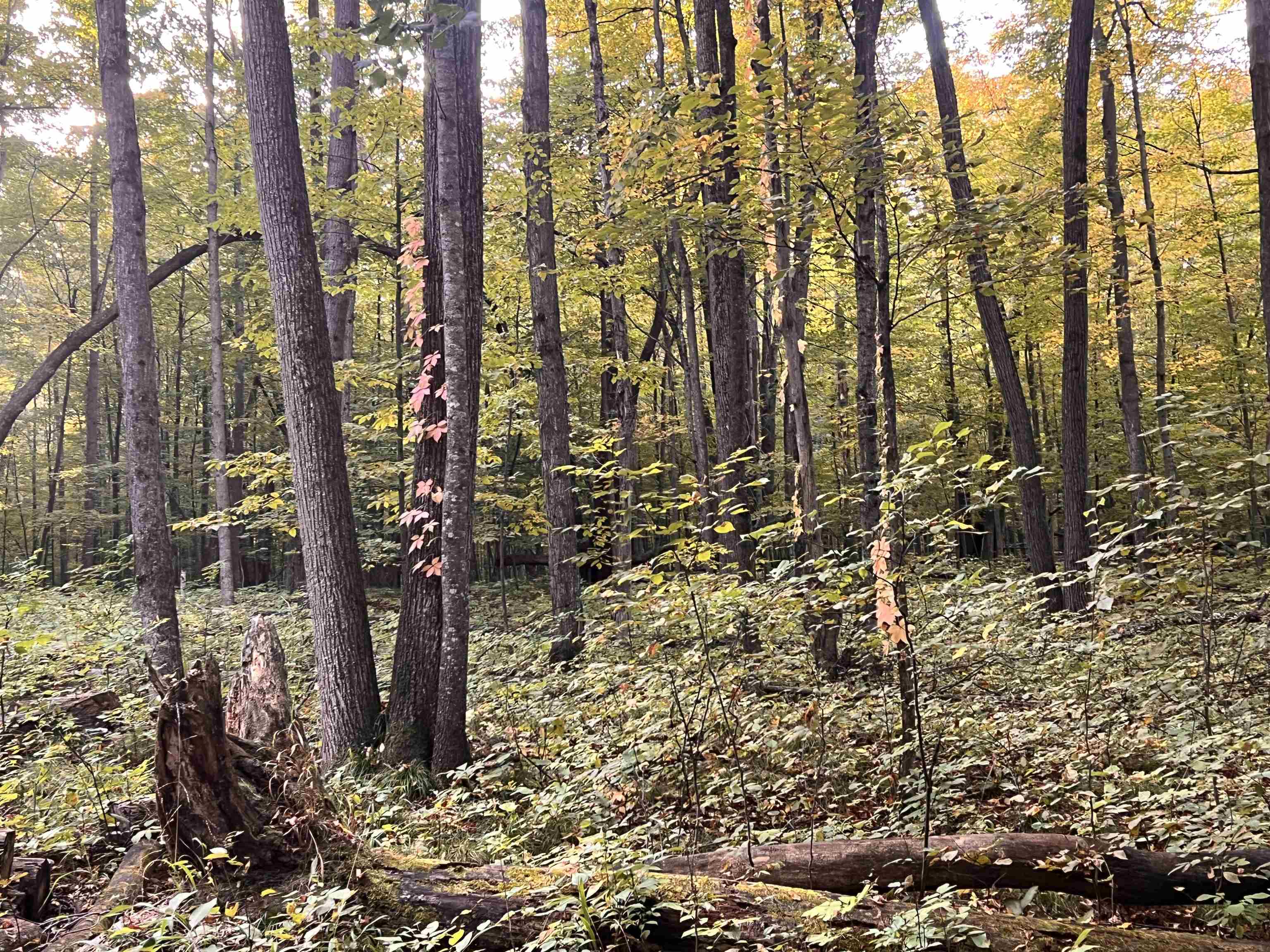 Photo 4 of Land for sale at Lot 71 Birch View Trl, Lake Ann, MI 49650 | MLS# 78080074160 | Listing updated on 2026-10-05
