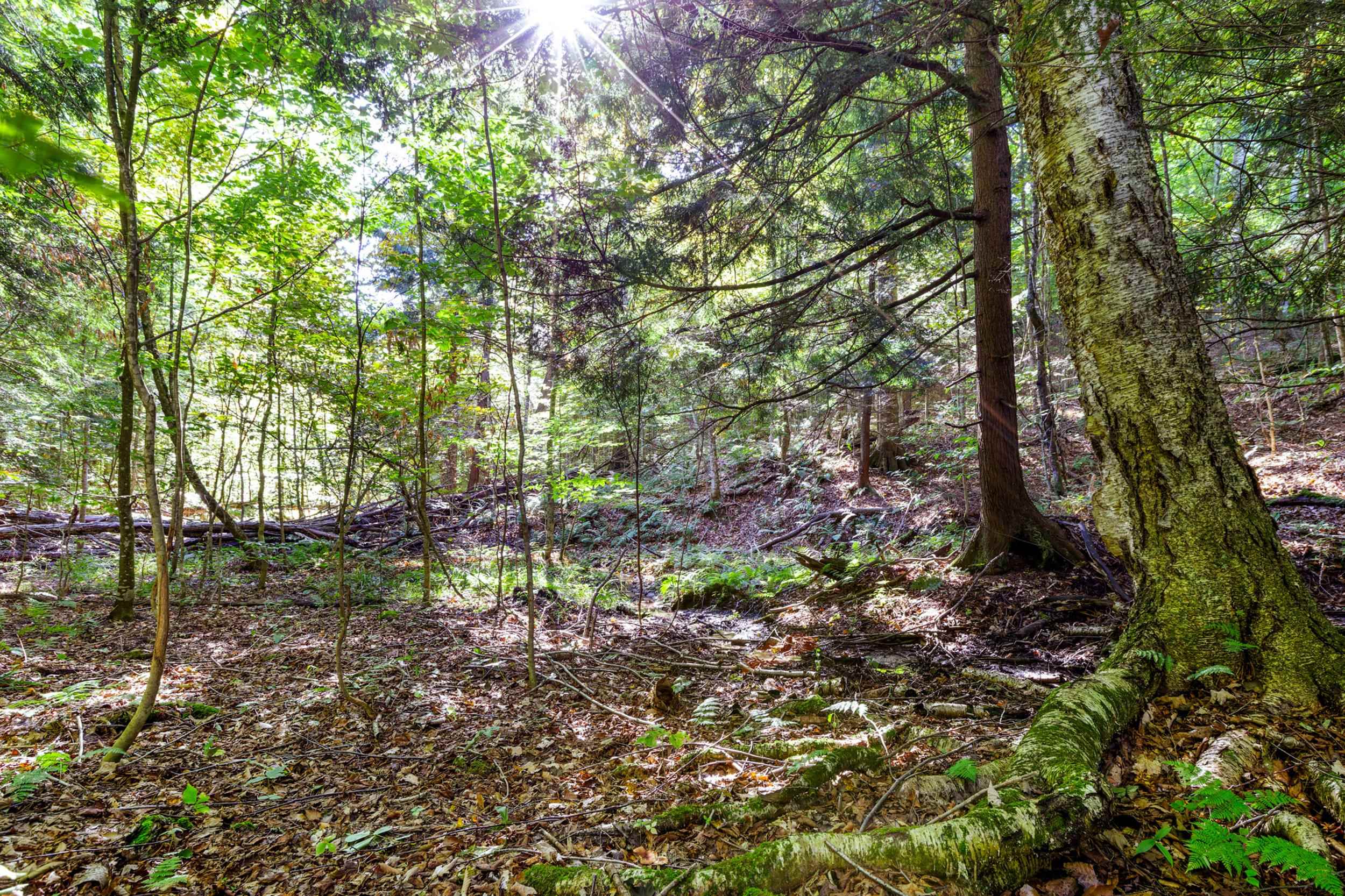 Photo 4 of Land for sale at 00 Ballard Rd, Benzonia, MI 49616 | MLS# 78080074162 | Listing updated on 2026-10-05