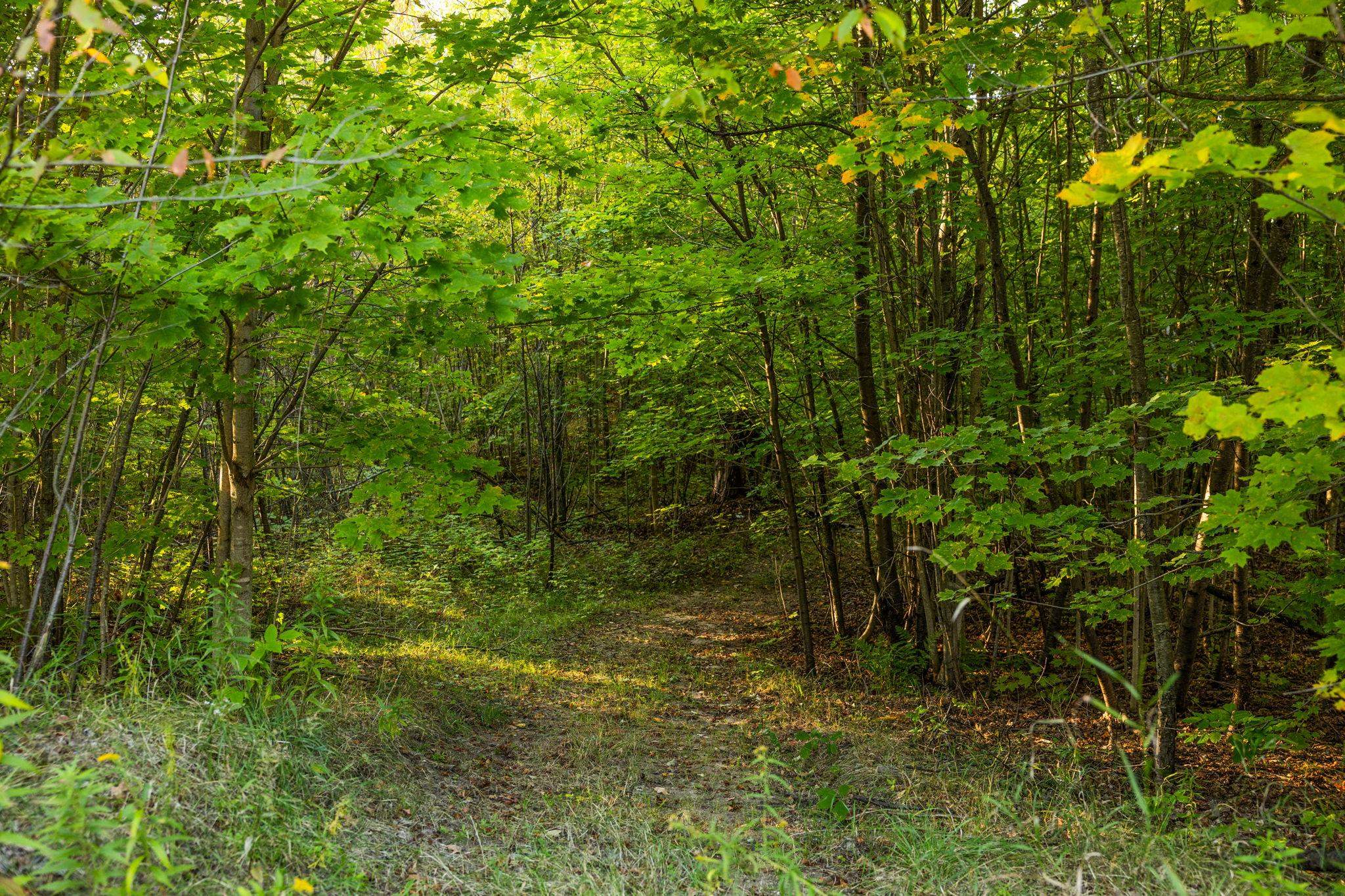 Photo 1 of Land for sale at 171 Ne Colt Rd, Kalkaska, MI 49646 | MLS# 78080074183 | Listing updated on 2026-10-05