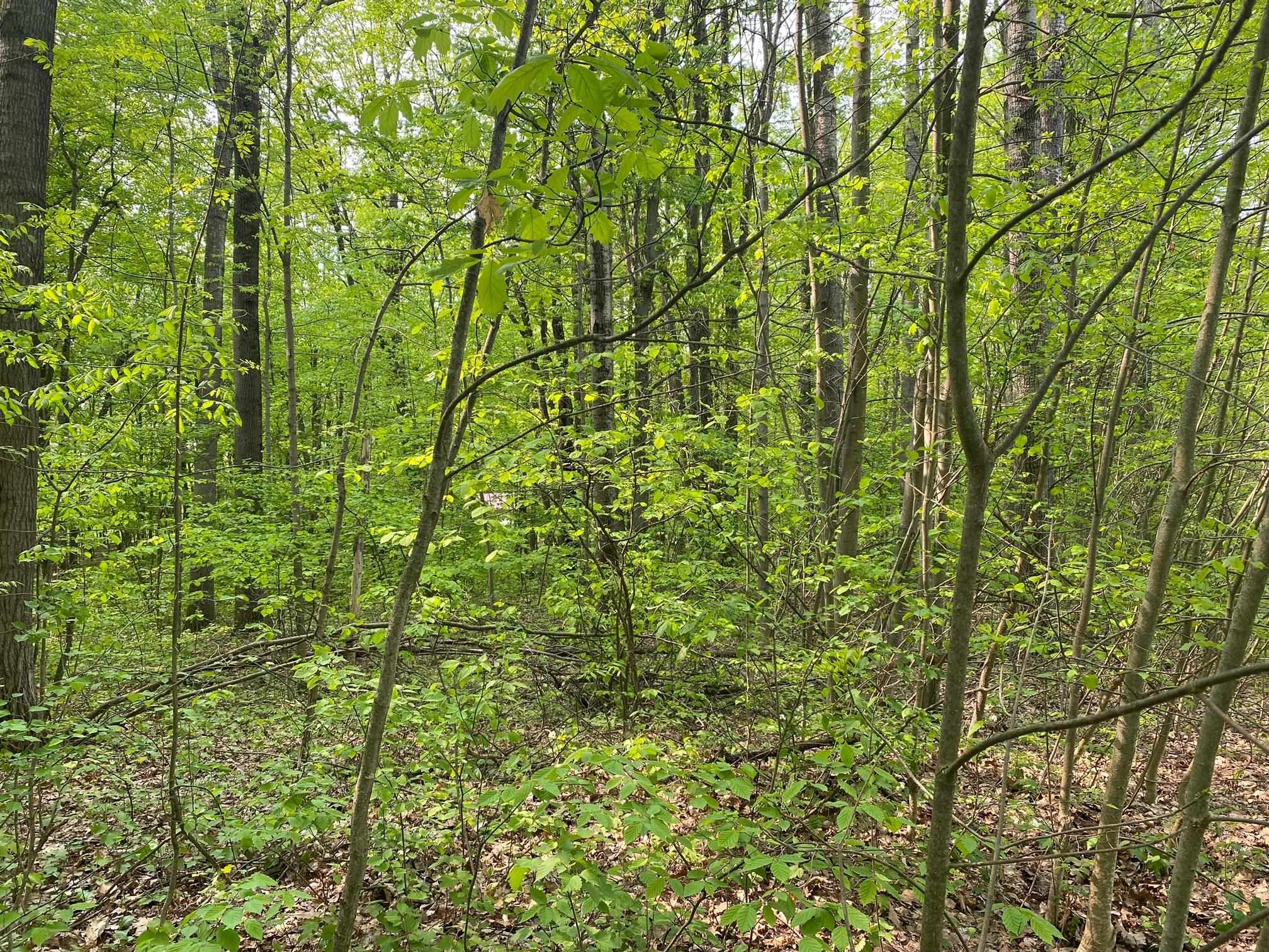 Photo 4 of Land for sale at Fribourg Dr, Reed City, MI 49677 | MLS# 78080074190 | Listing updated on 2026-10-05
