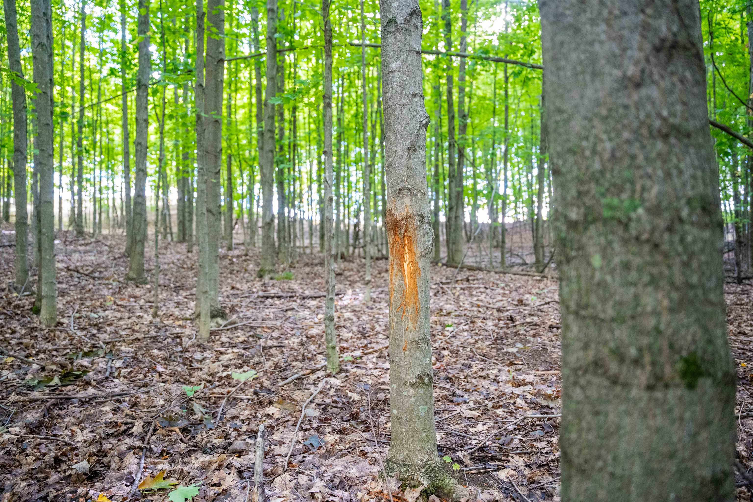Photo 2 of Land for sale at V/l County Rd 633, Blair Township Grand Traverse, MI 49637 | MLS# 78080074256 | Listing updated on 2026-10-07