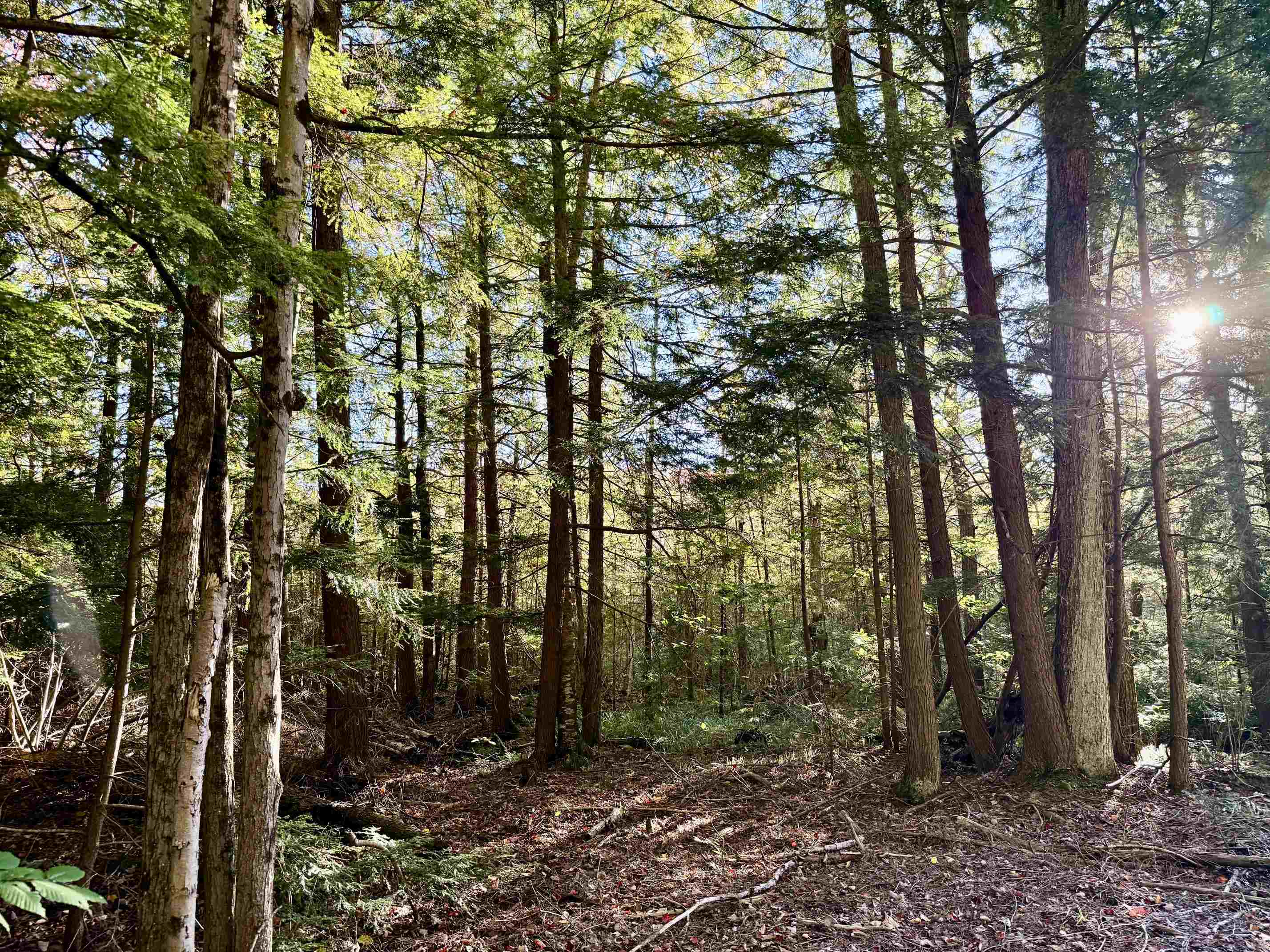 Photo 1 of Land for sale at V/l E 30 Road, Cadillac, MI 49601 | MLS# 78080074259 | Listing updated on 2026-10-06