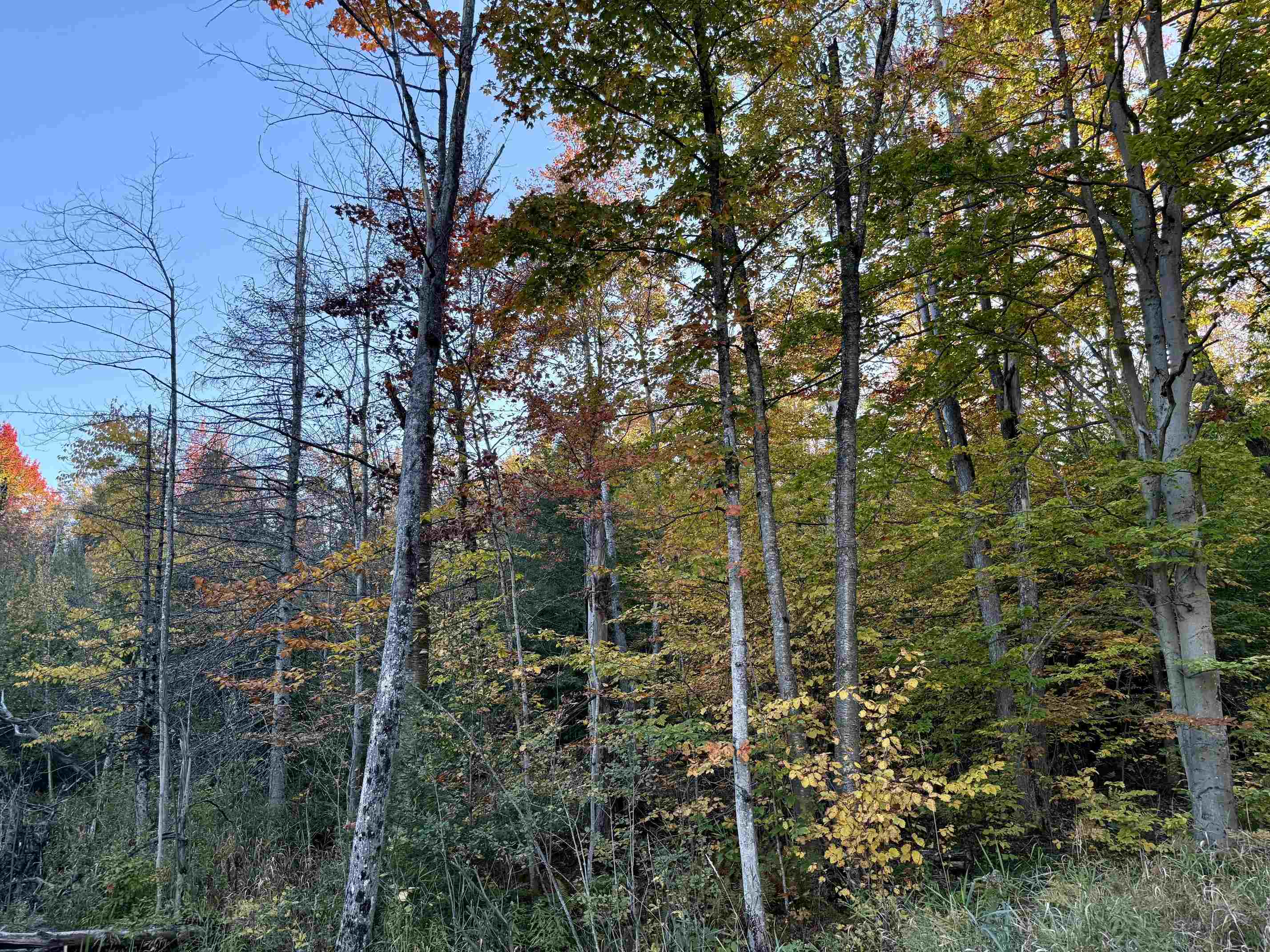 Photo 3 of Land for sale at V/l E 30 Road, Cadillac, MI 49601 | MLS# 78080074259 | Listing updated on 2026-10-06