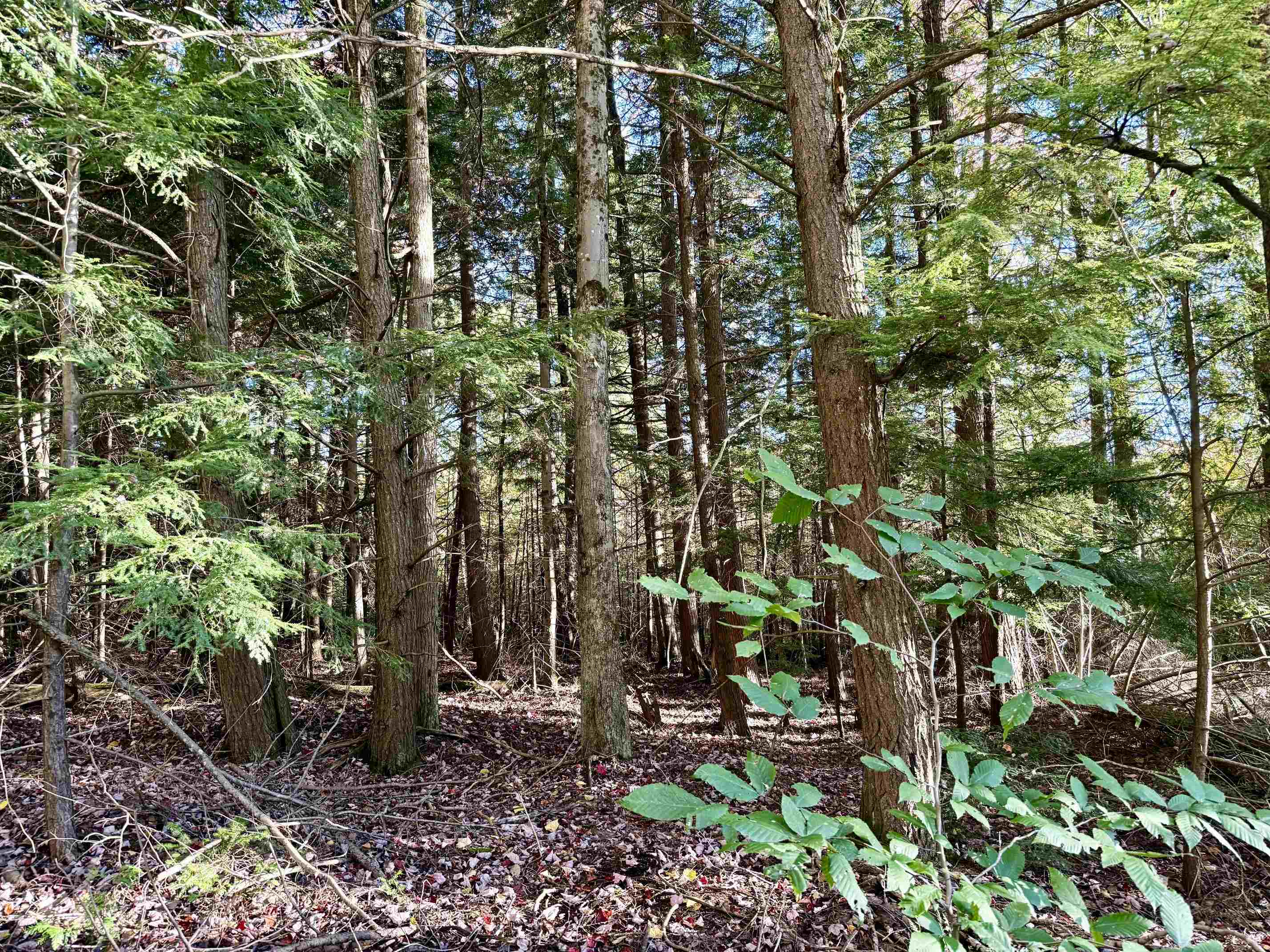 Photo 4 of Land for sale at V/l E 30 Road, Cadillac, MI 49601 | MLS# 78080074259 | Listing updated on 2026-10-06