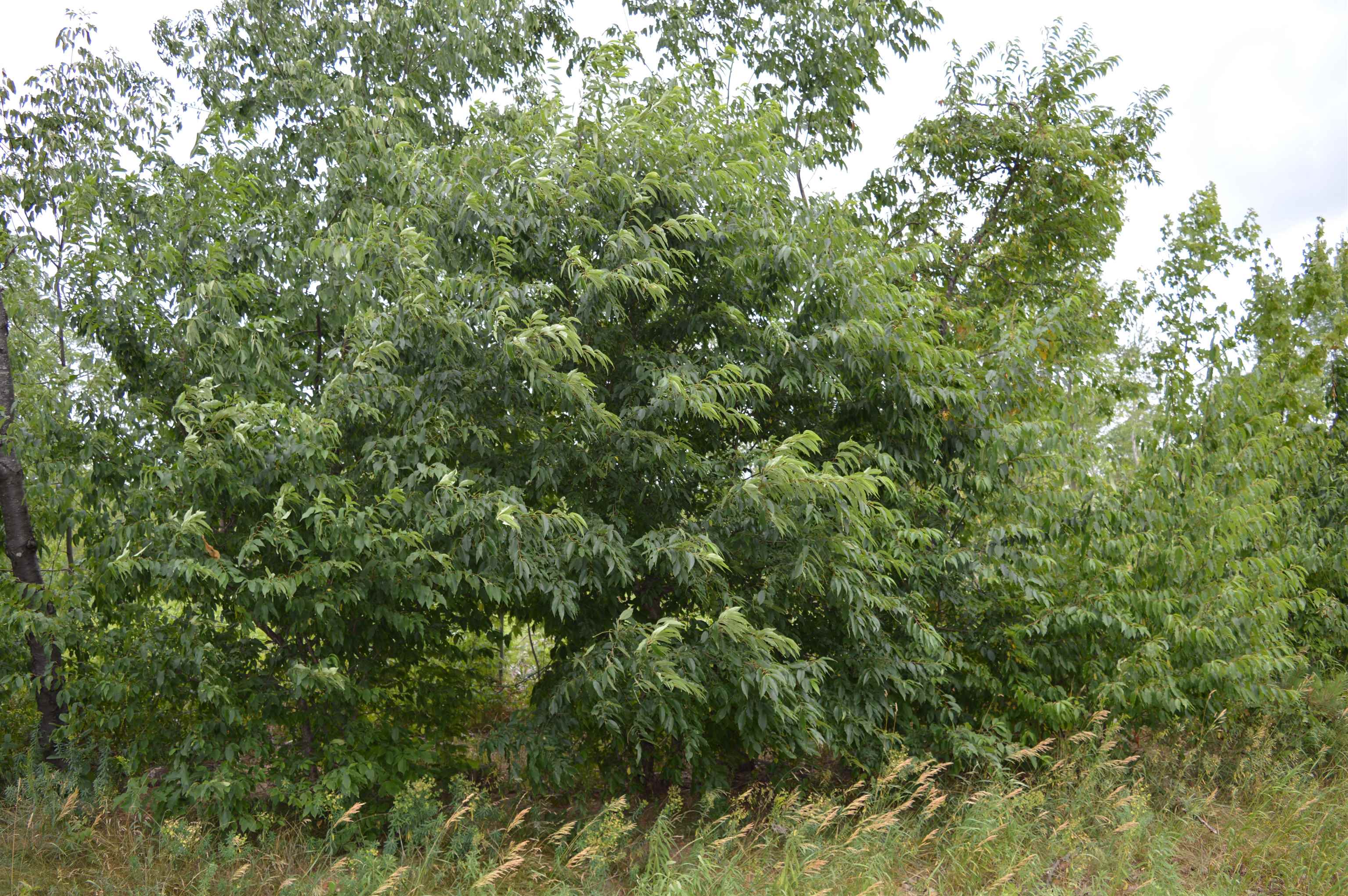 Photo 1 of Land for sale at Fisher Rd, Traverse City, MI 49685 | MLS# 78080074280 | Listing updated on 2026-10-06