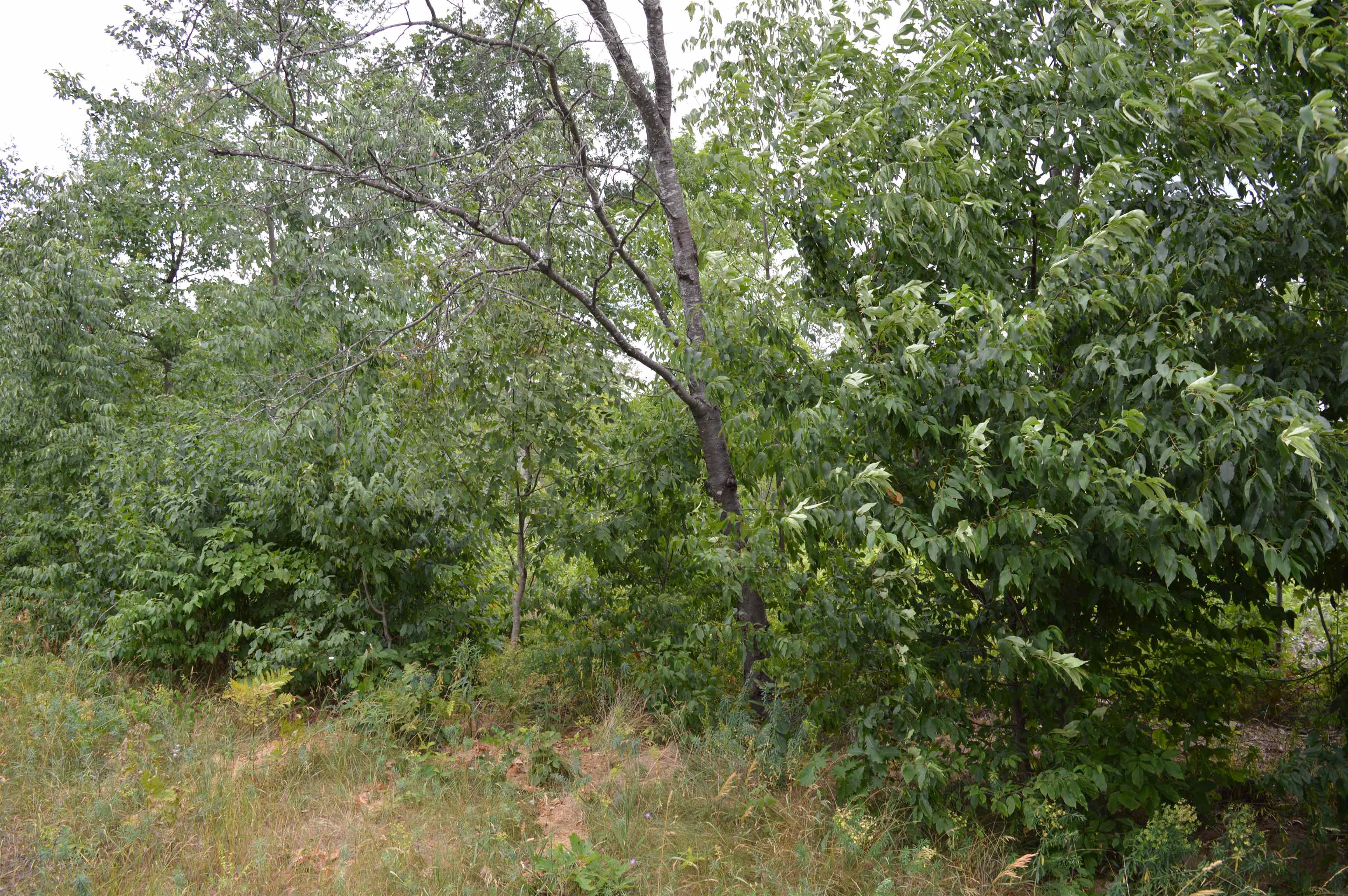 Photo 2 of Land for sale at Fisher Rd, Traverse City, MI 49685 | MLS# 78080074280 | Listing updated on 2026-10-06