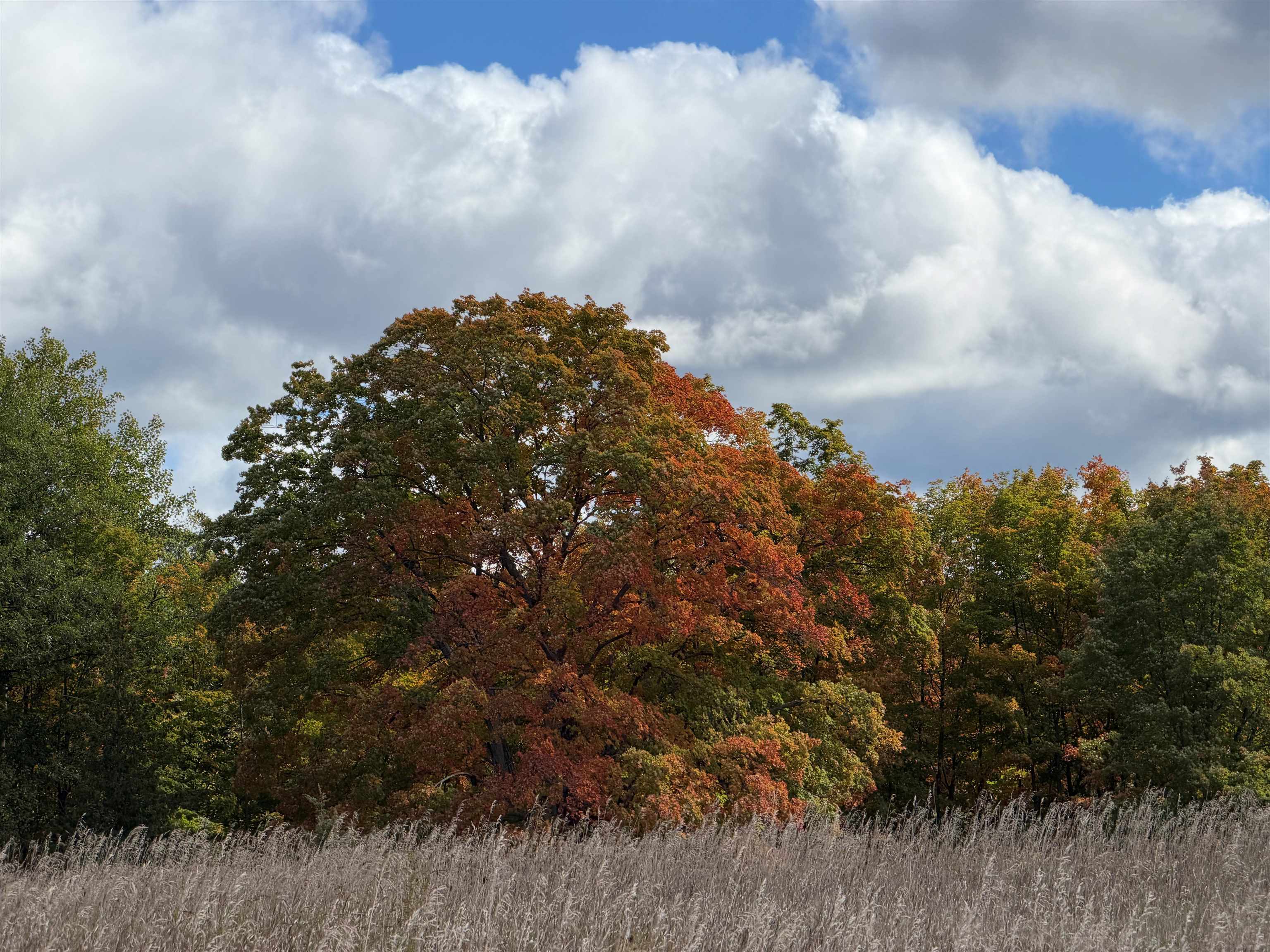 Photo 3 of Land for sale at 7777 Mulberry Ln, Charlevoix, MI 49720 | MLS# 78080074291 | Listing updated on 2026-10-07