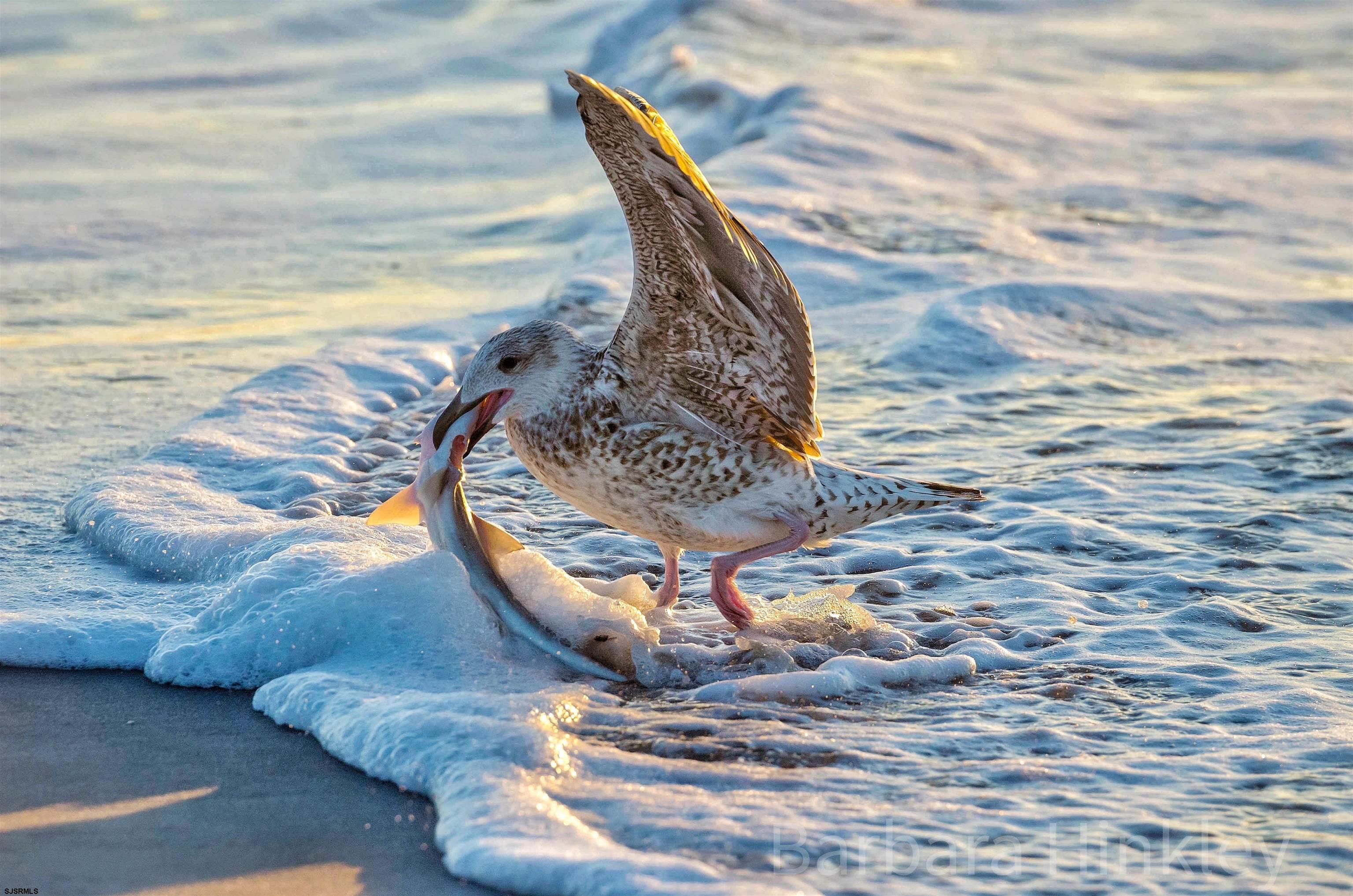 4500 W Brigantine Avenue