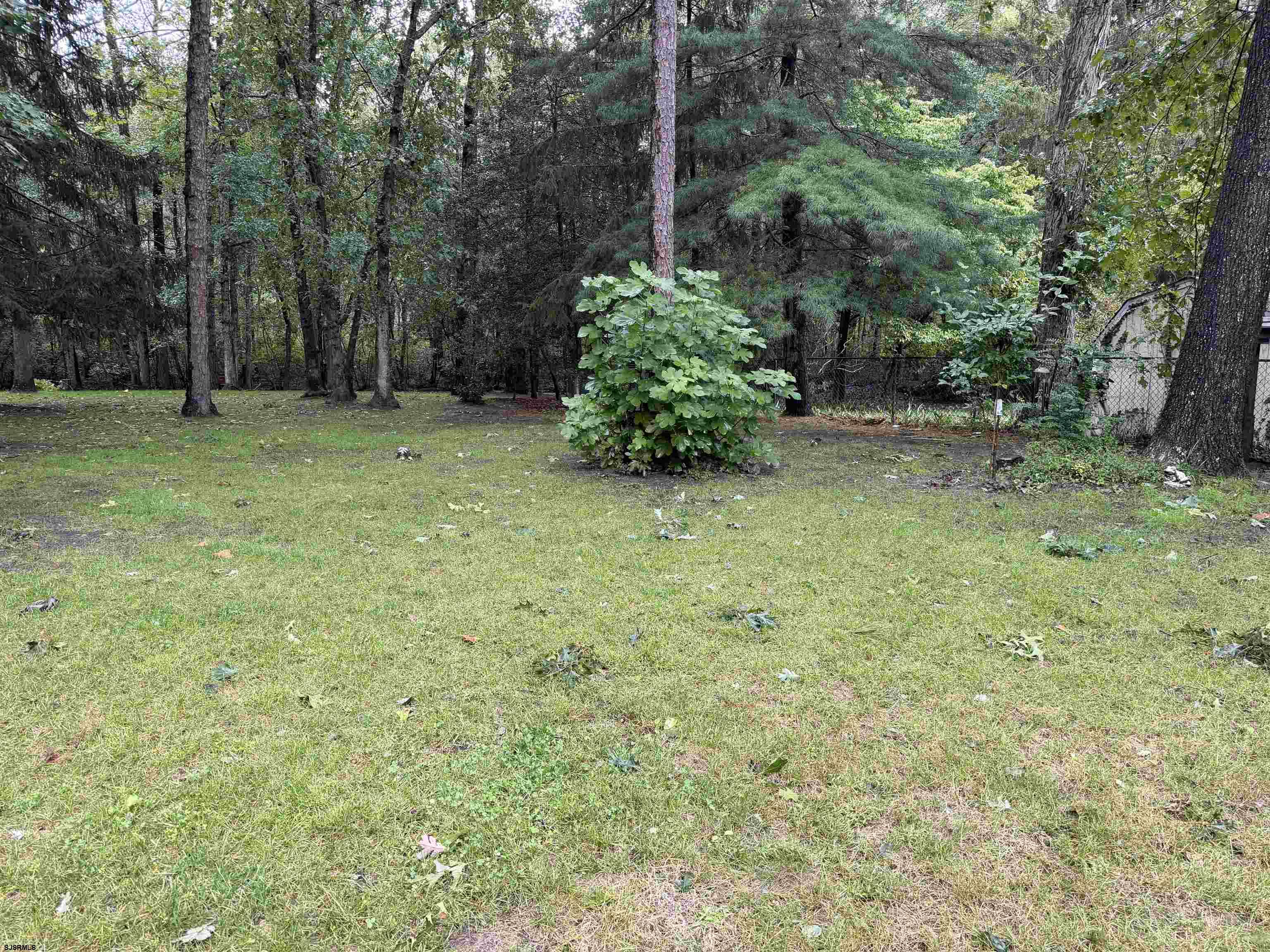 6351 Beech
