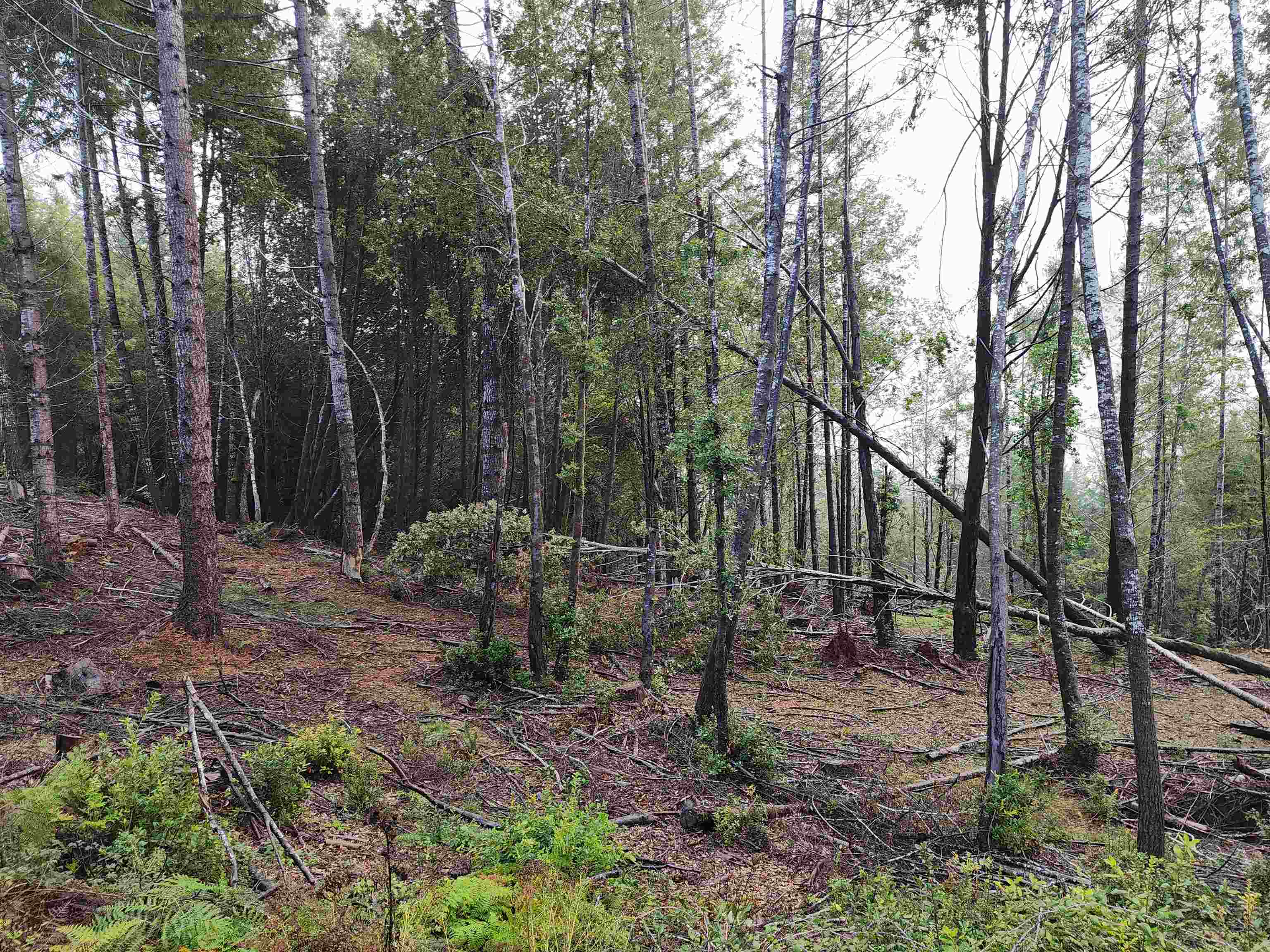 0 Fox Ridge Road photo 8