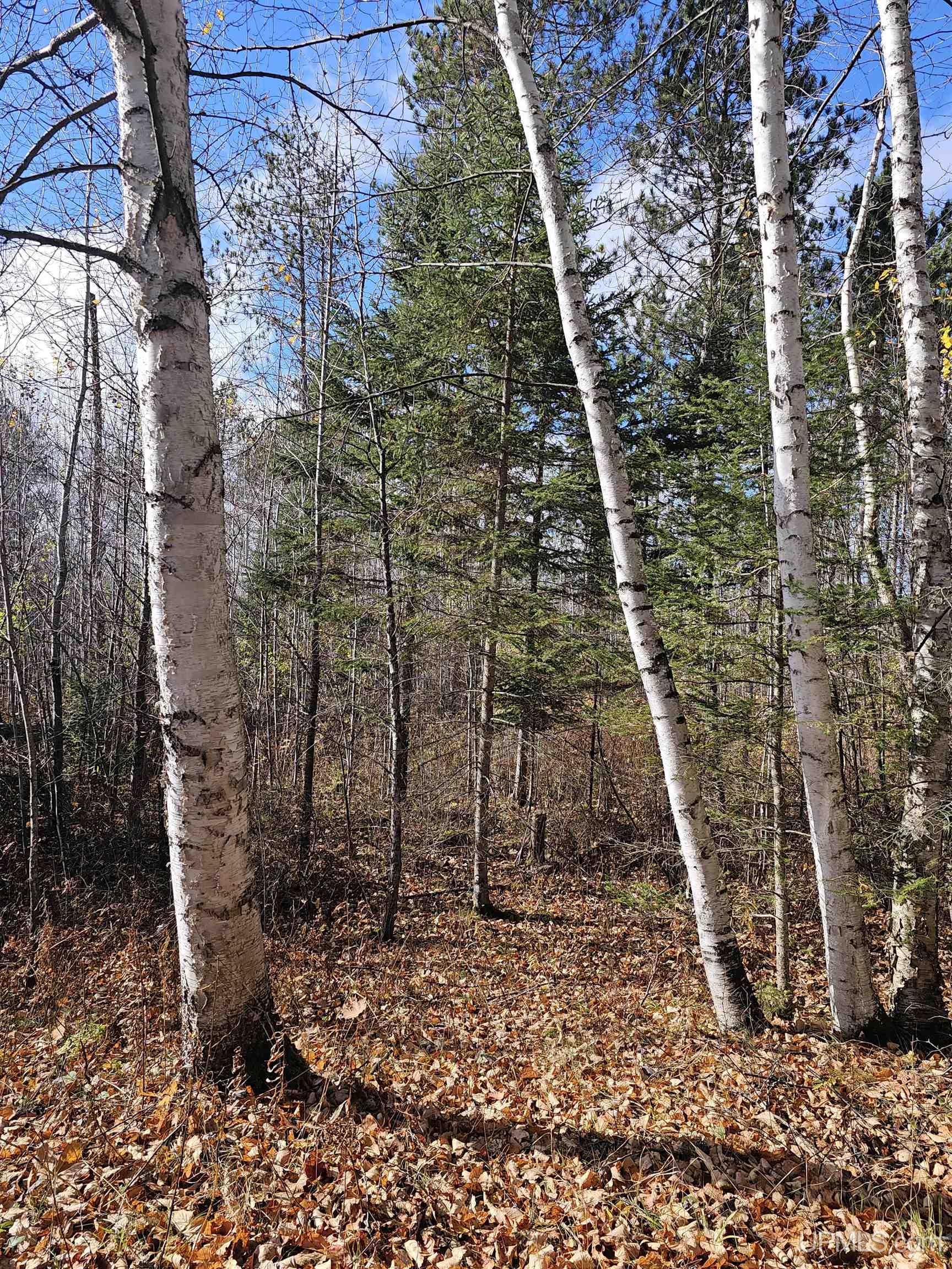 MLS 10066617 Large photo number 6 
