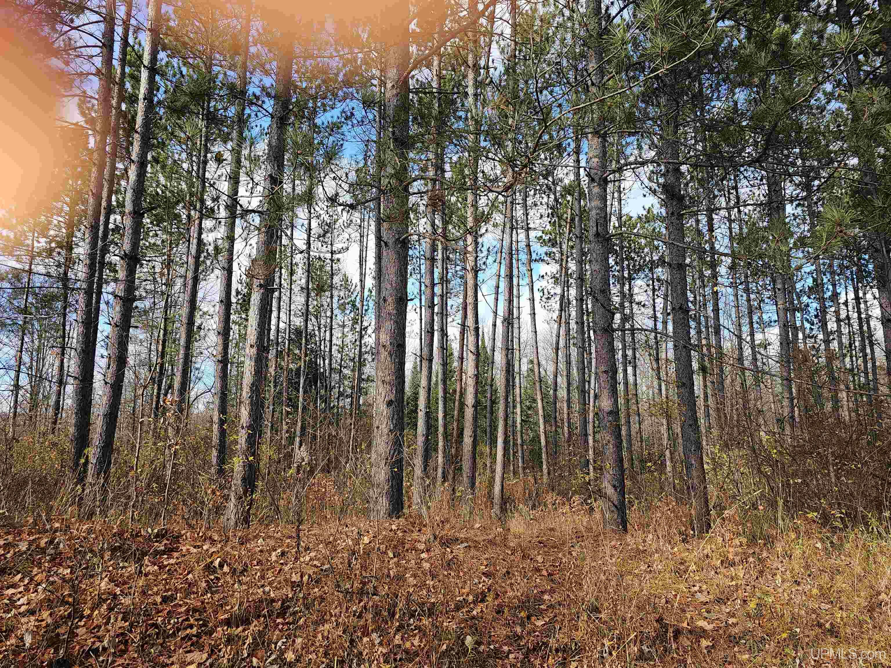 MLS 10066617 Large photo number 7 