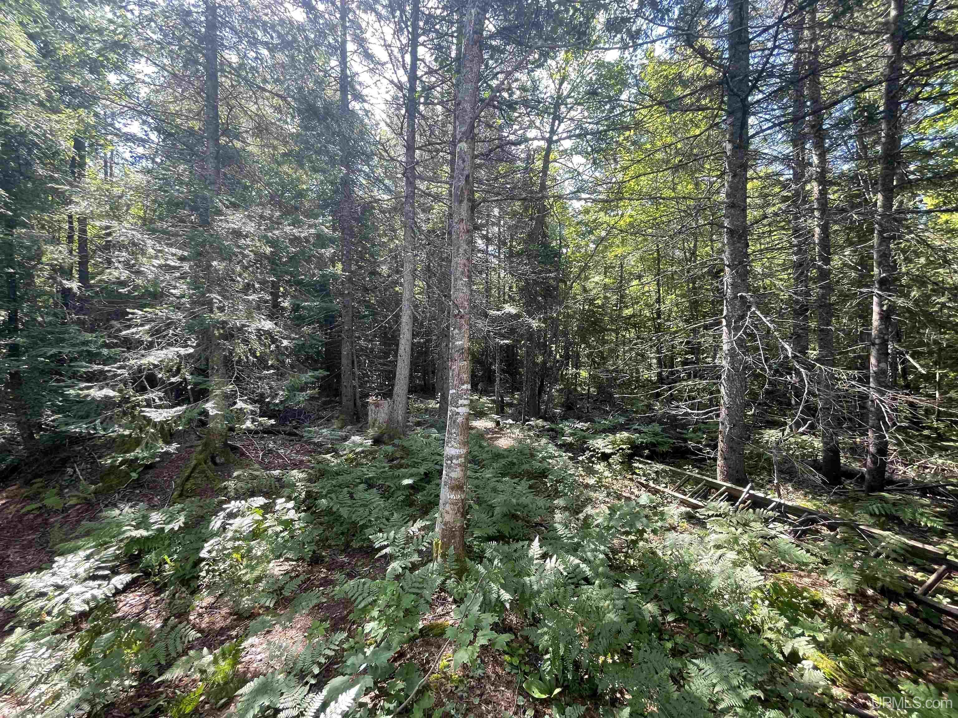MLS 50086996 Large photo number 23 