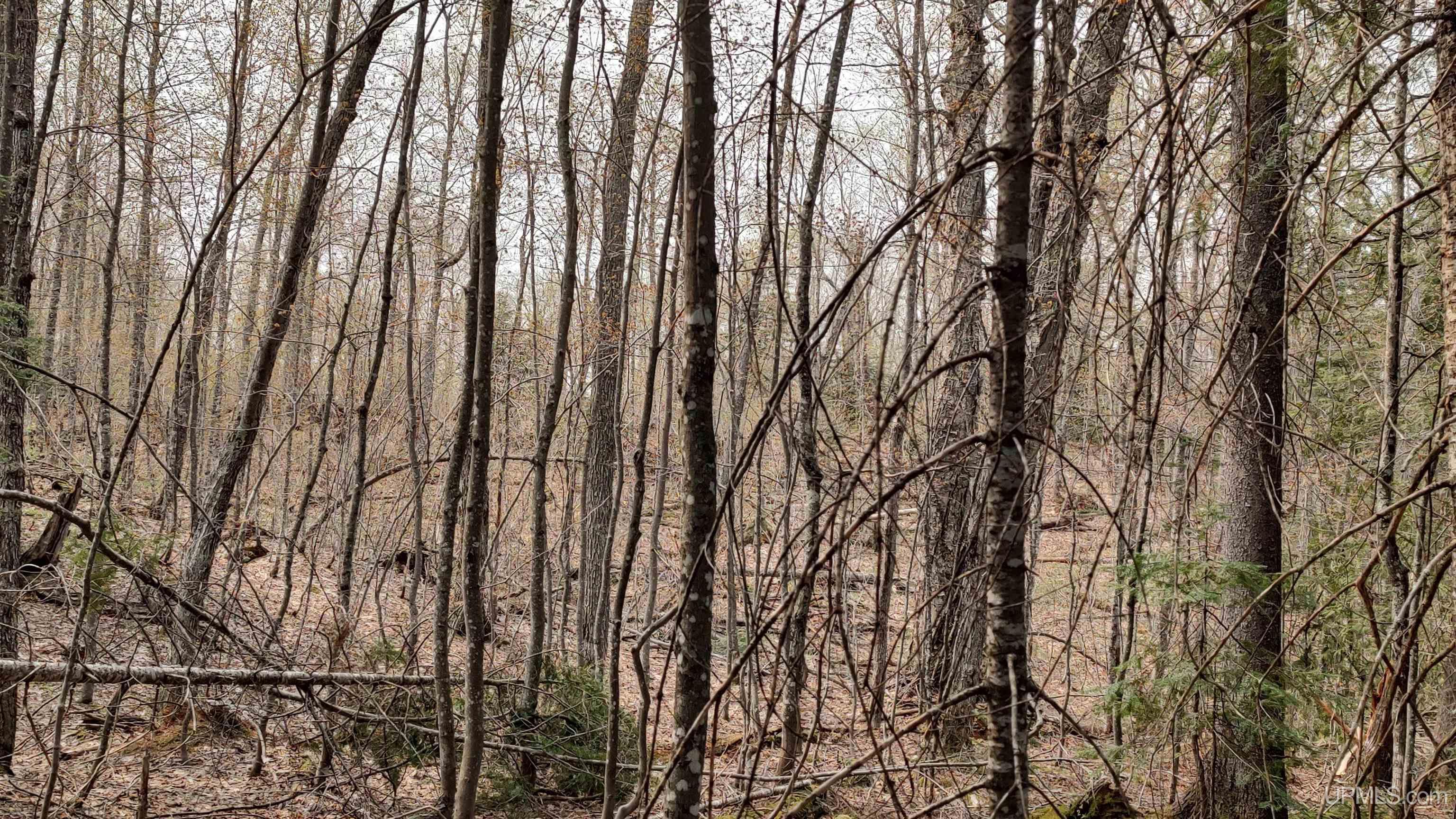 MLS 50106876 Large photo number 38 