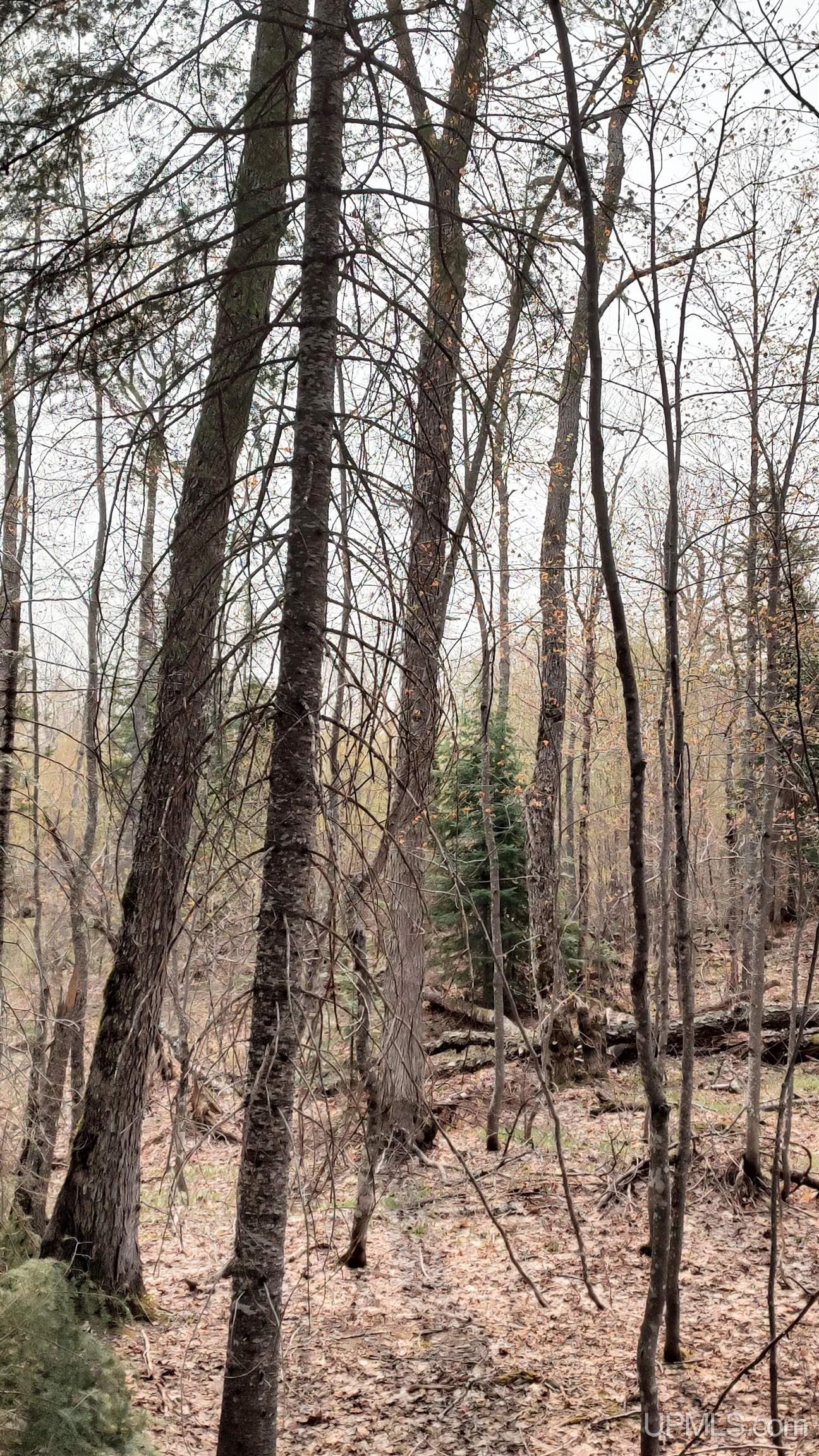 MLS 50106876 Large photo number 39 