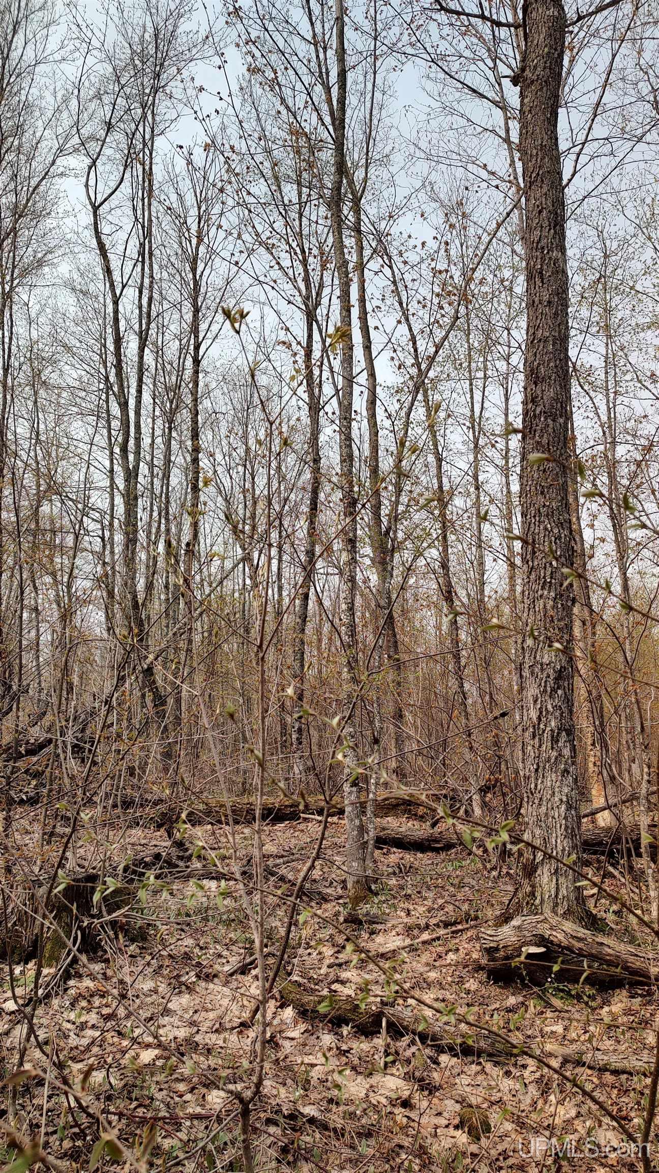 MLS 50106876 Large photo number 43 