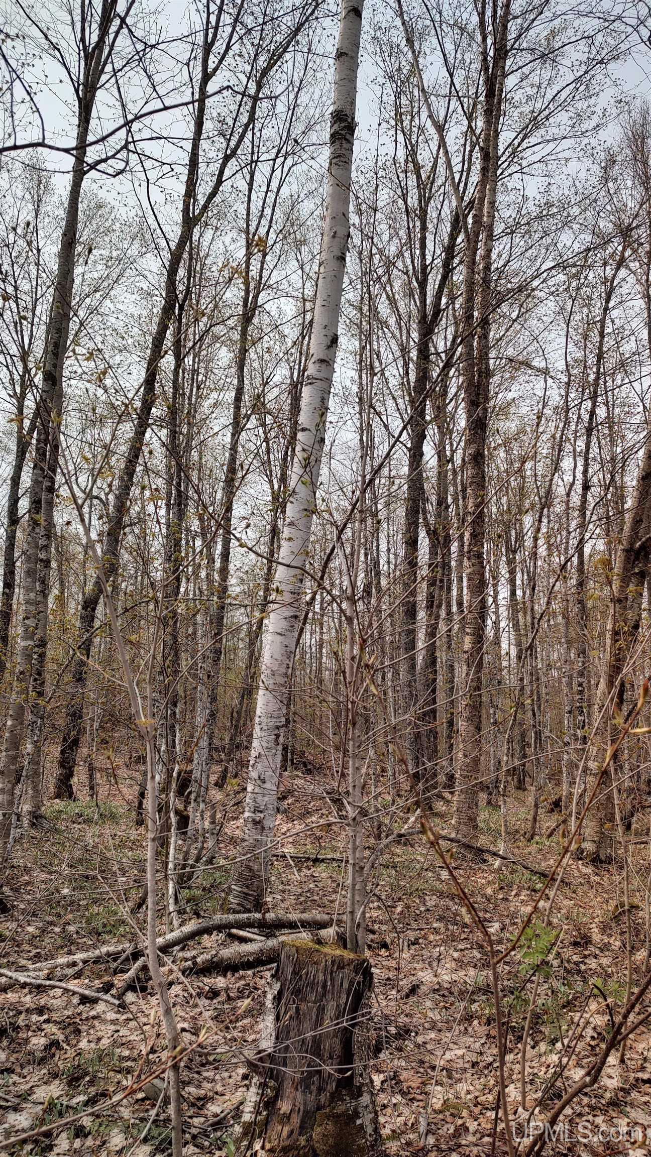 MLS 50106876 Large photo number 46 