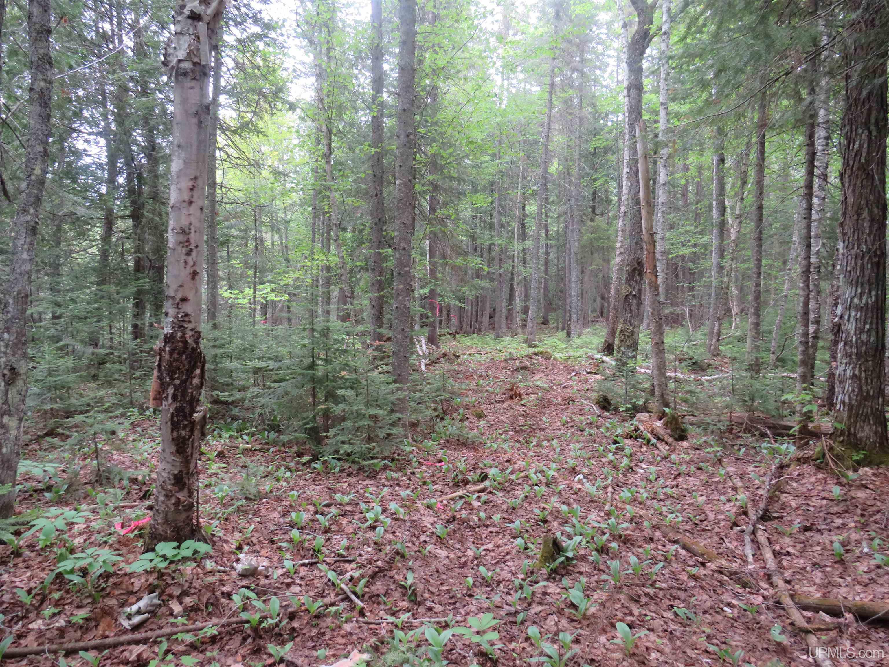 MLS 50111417 Large photo number 25 