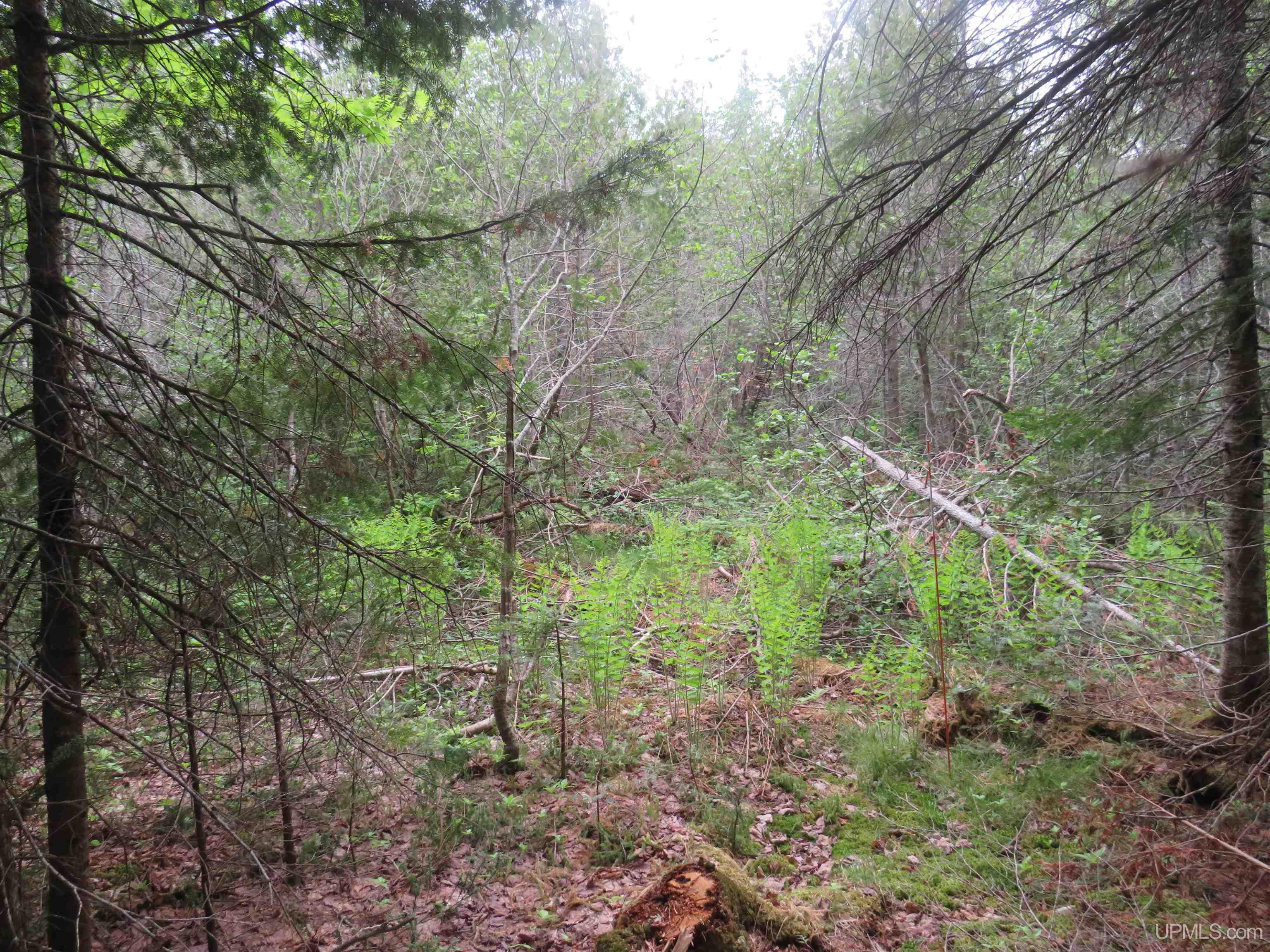 MLS 50111417 Large photo number 26 