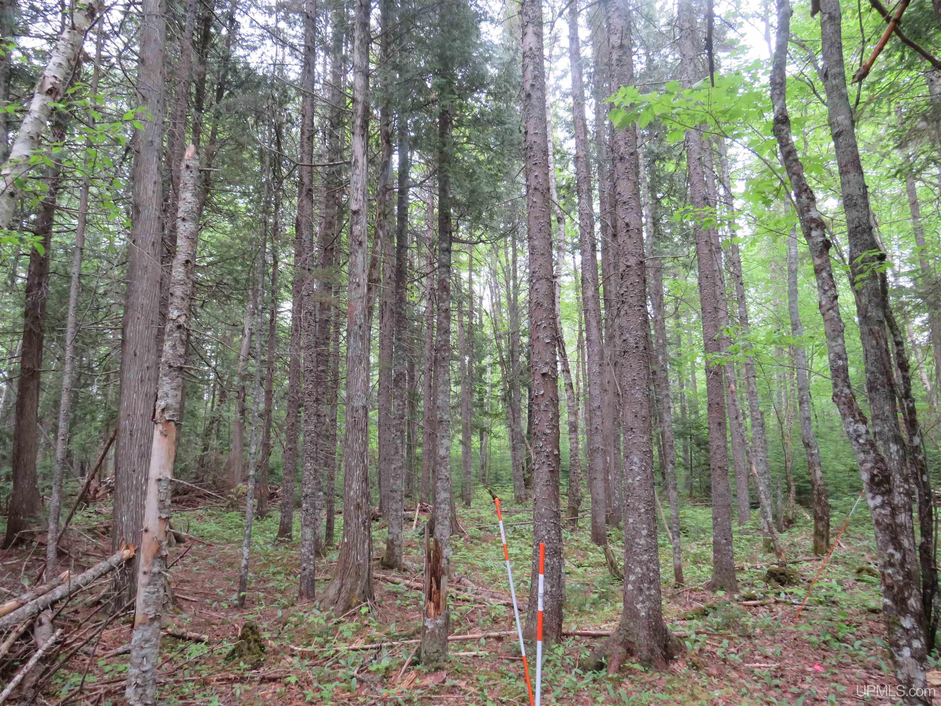 MLS 50111417 Large photo number 27 