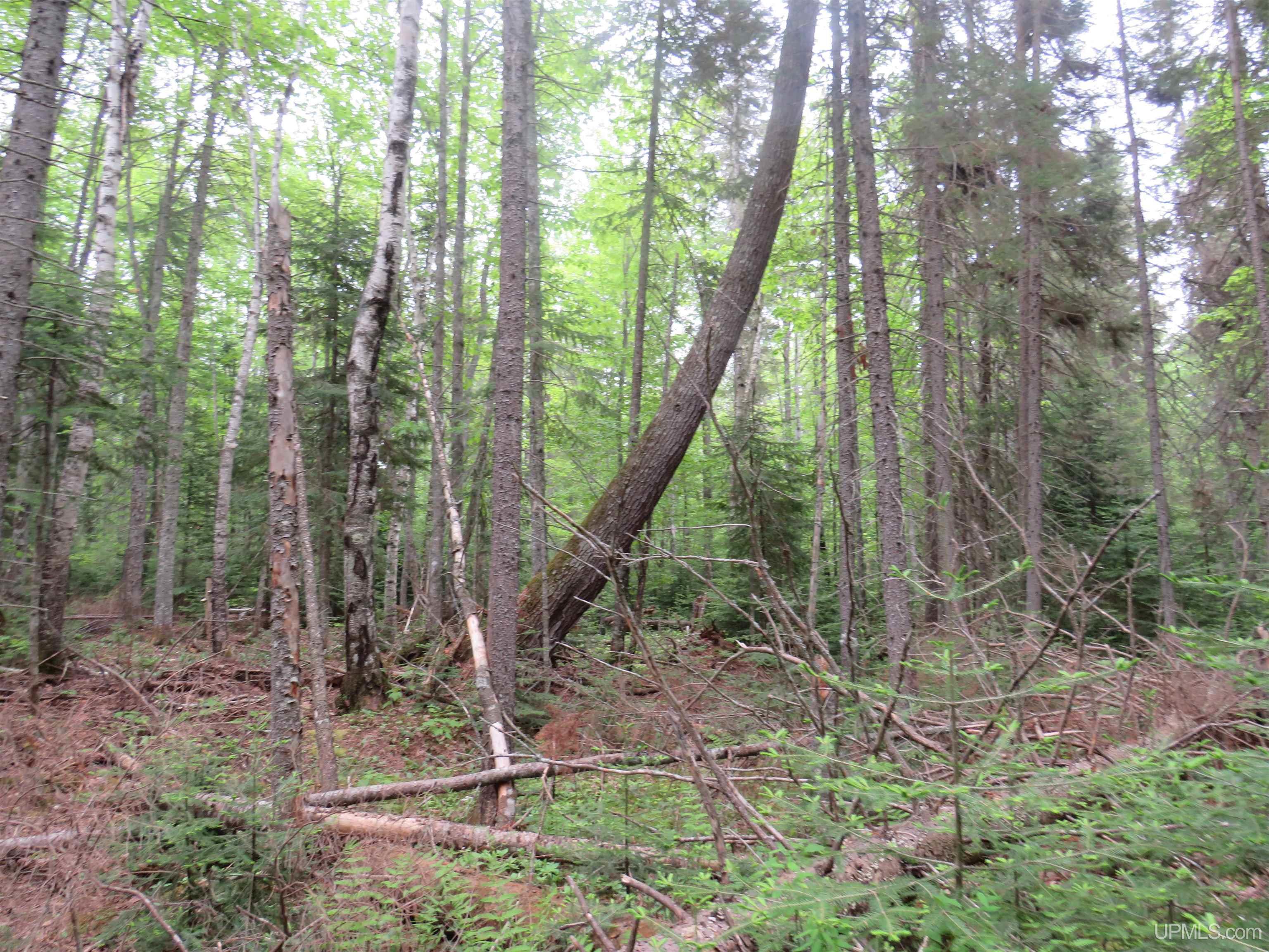 MLS 50111417 Large photo number 29 