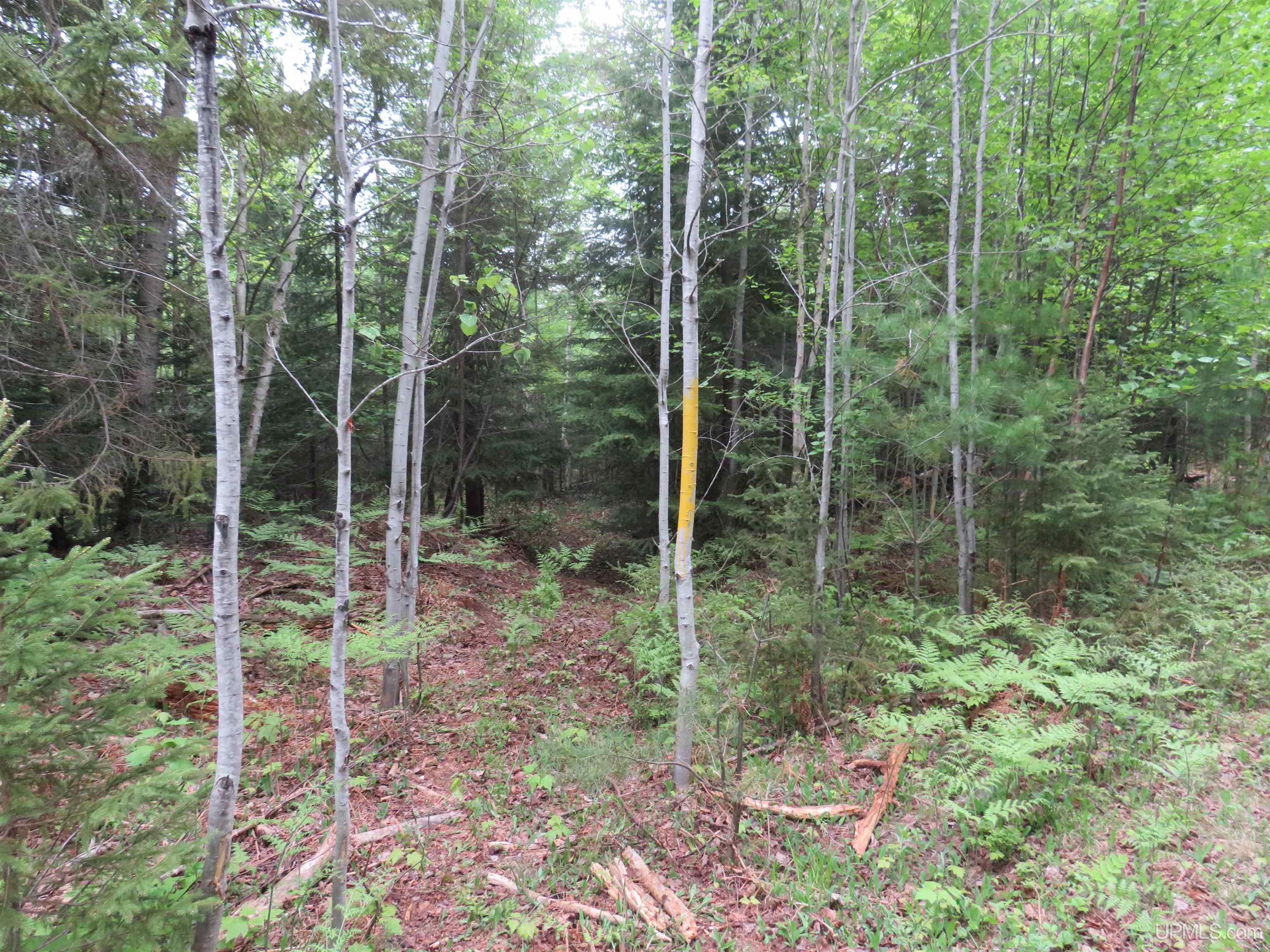 MLS 50111417 Large photo number 8 