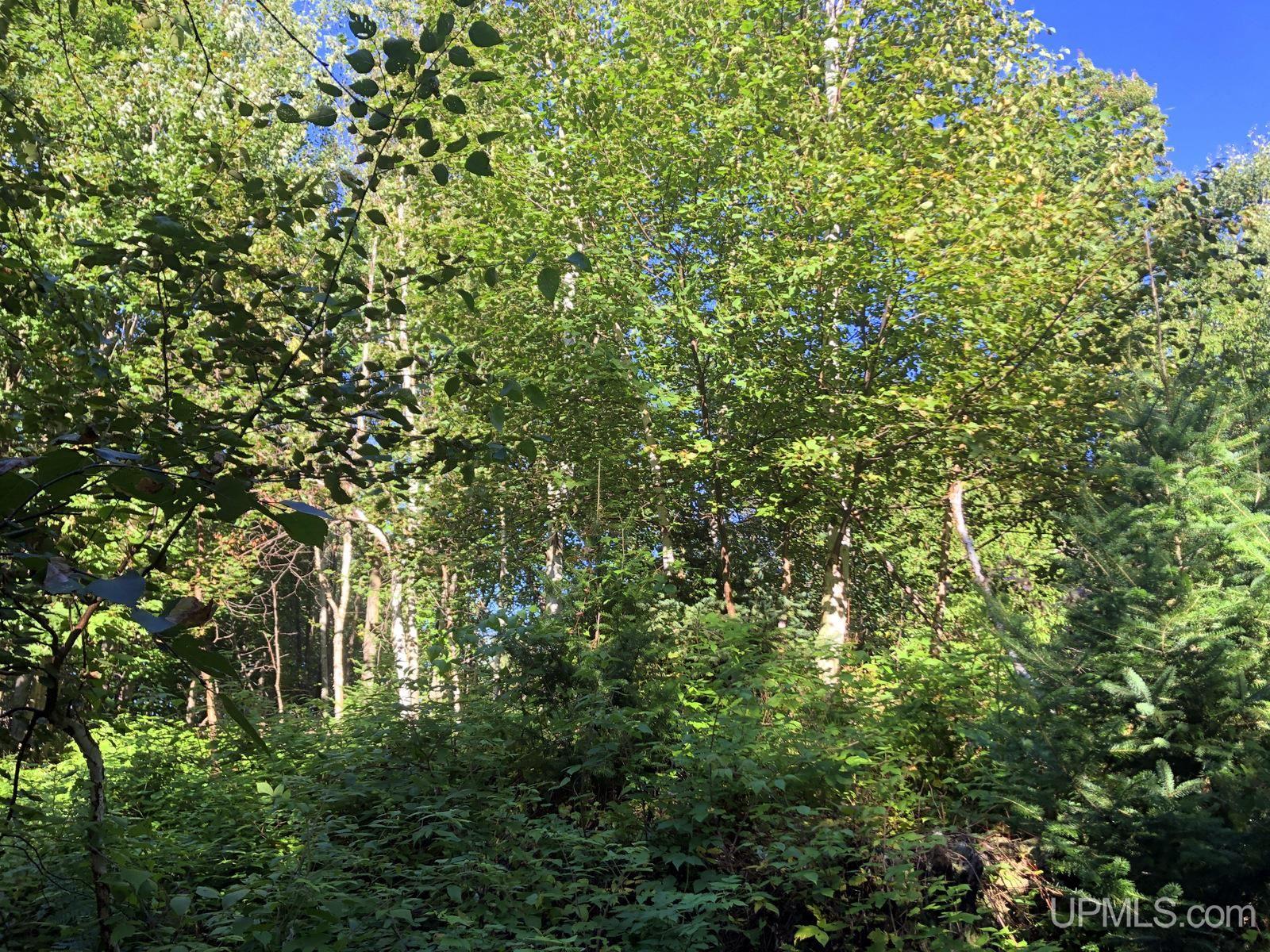 MLS 50122652 Large photo number 9 