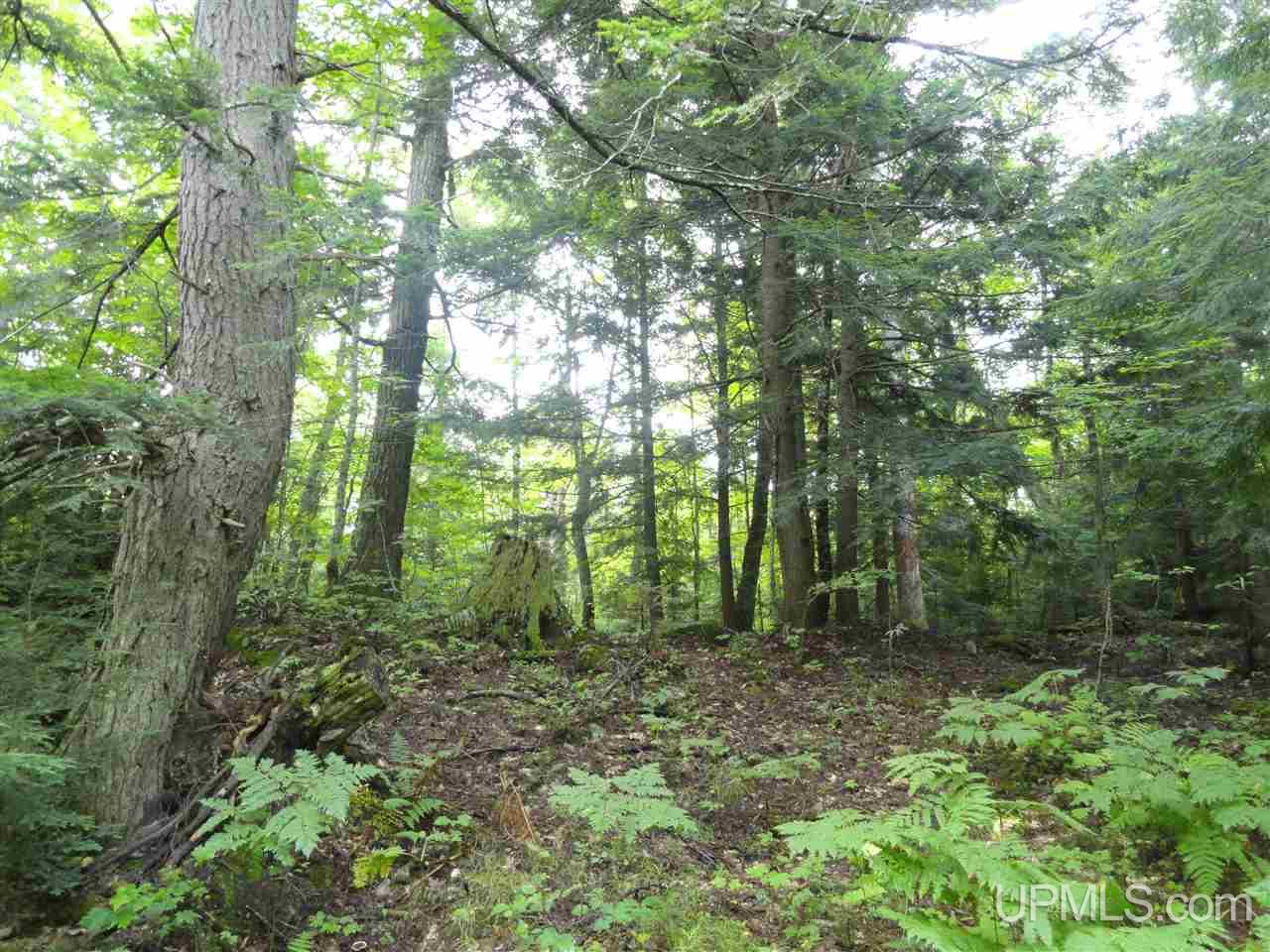MLS 50141224 Large photo number 8 