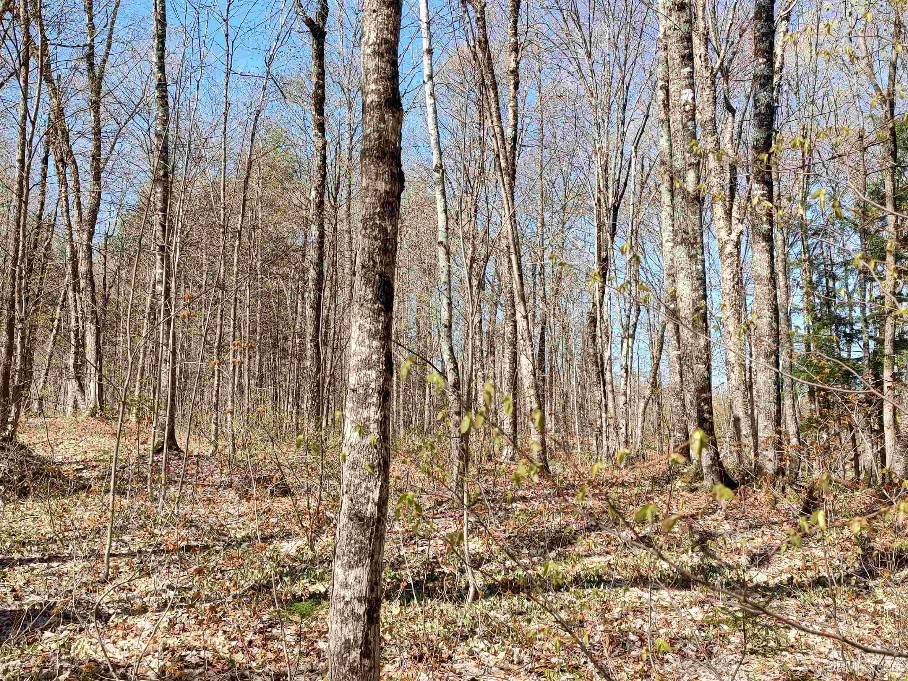 MLS 50141767 Large photo number 4 