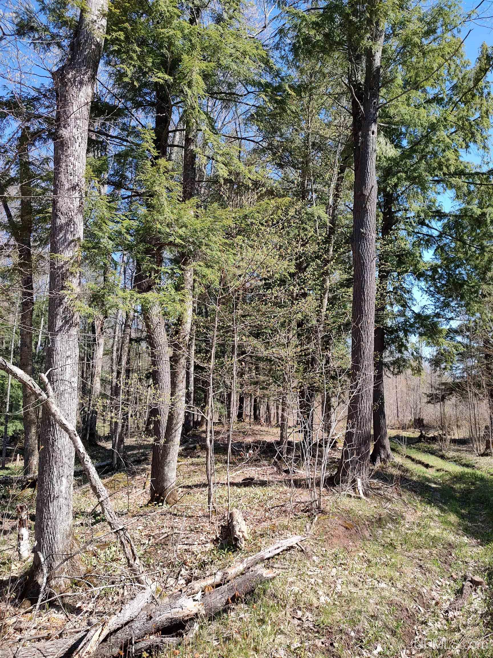 MLS 50141767 Large photo number 31 