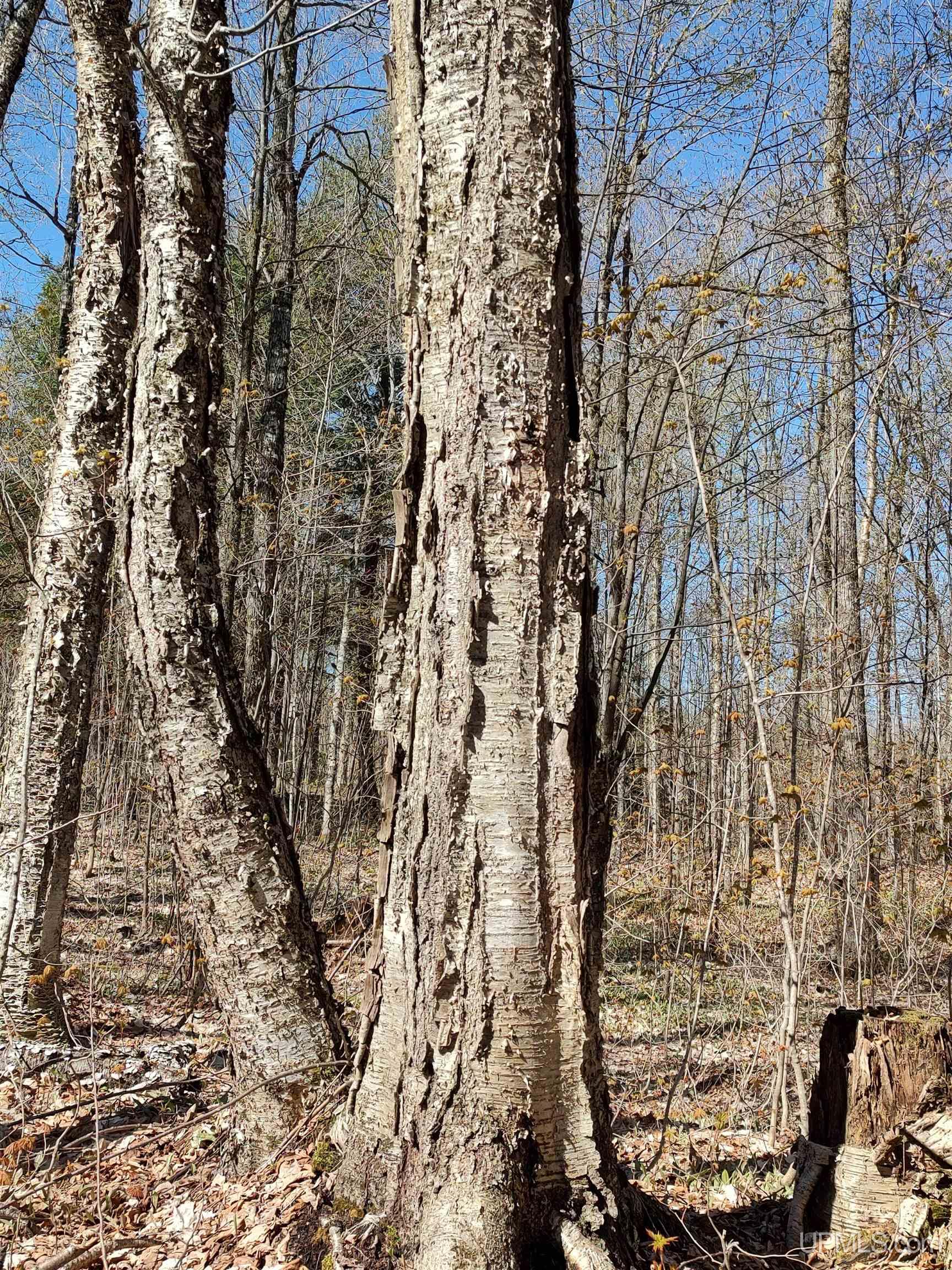 MLS 50141767 Large photo number 44 