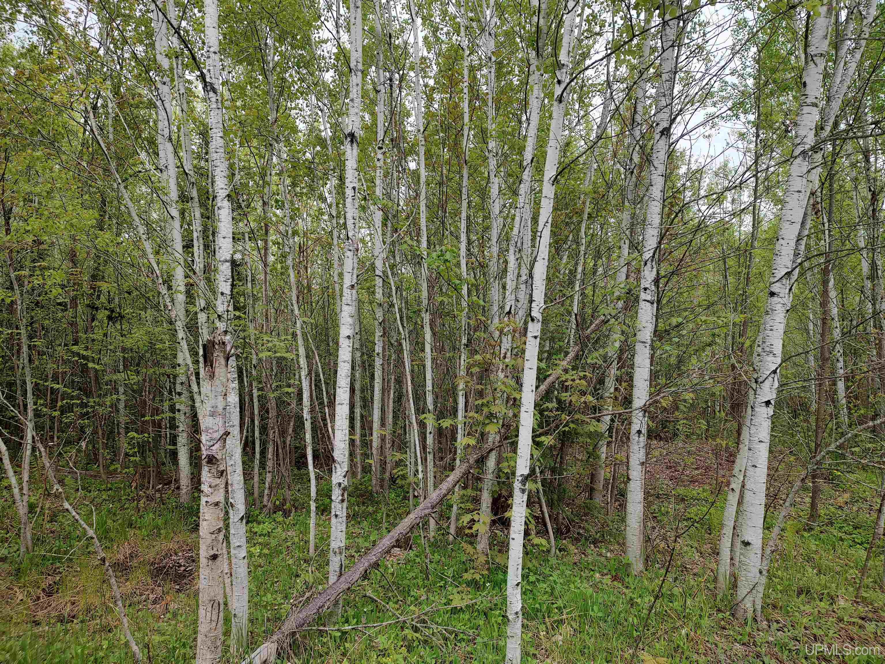 MLS 50142750 Large photo number 2 